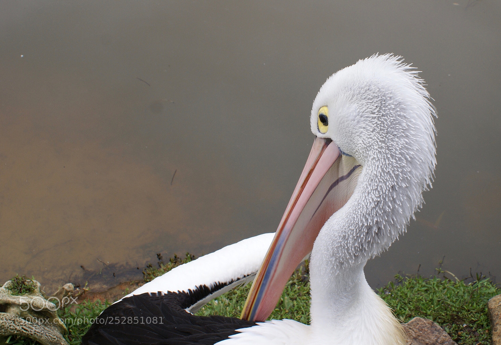 Sony Alpha DSLR-A100 sample photo. Pelican  photography