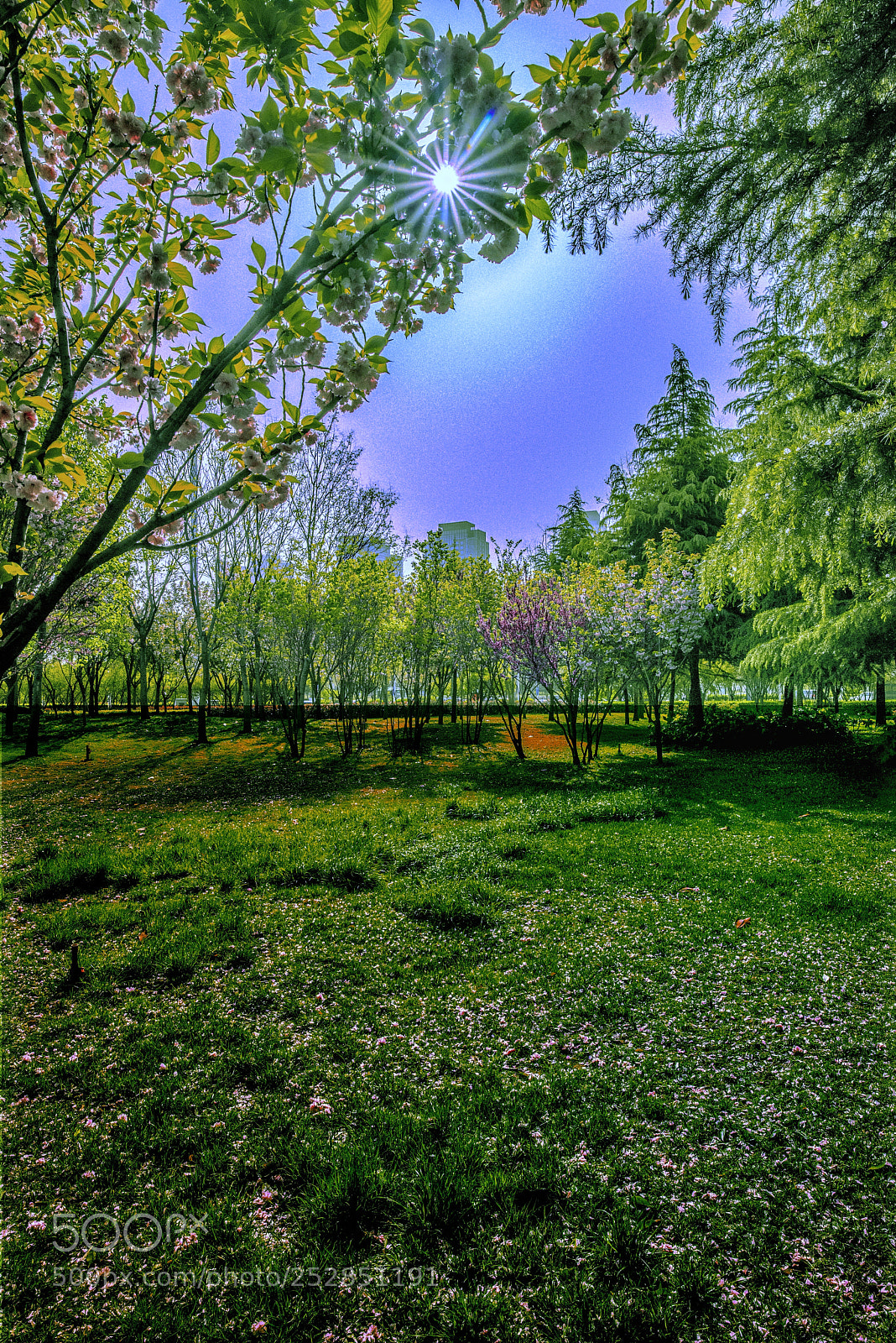 Nikon D810 sample photo. 上午的时光 photography