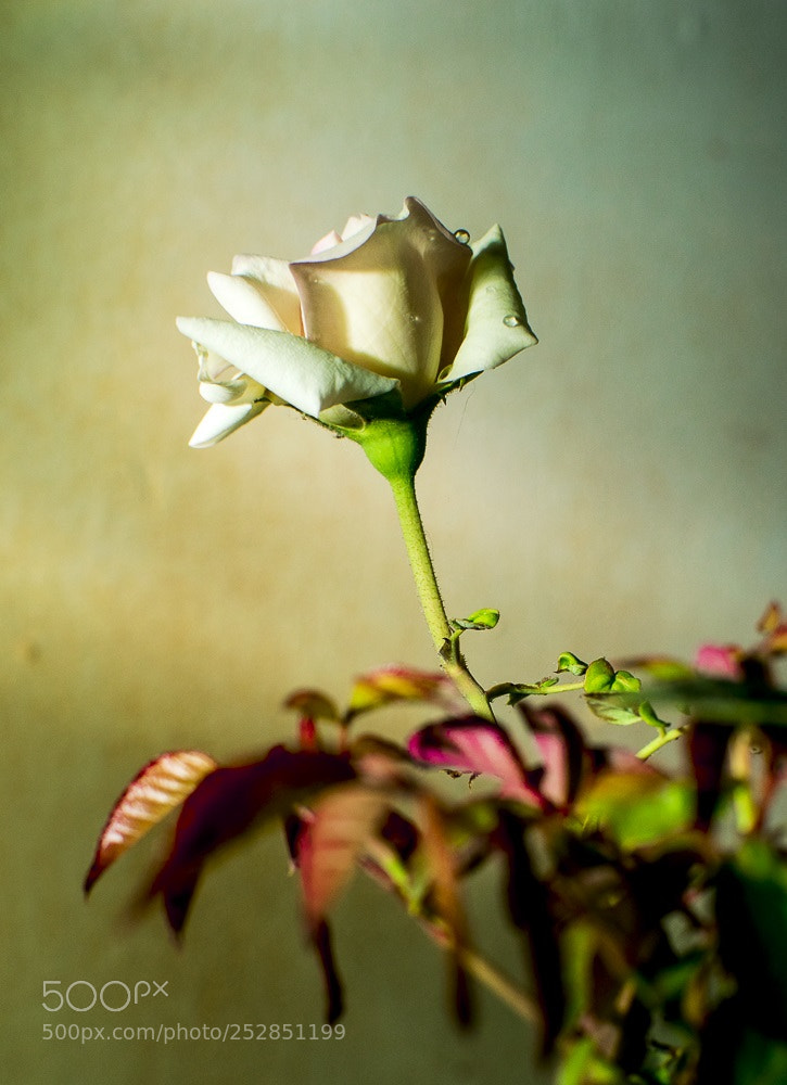Nikon D5300 sample photo. Dsc_0006-2.jpg photography