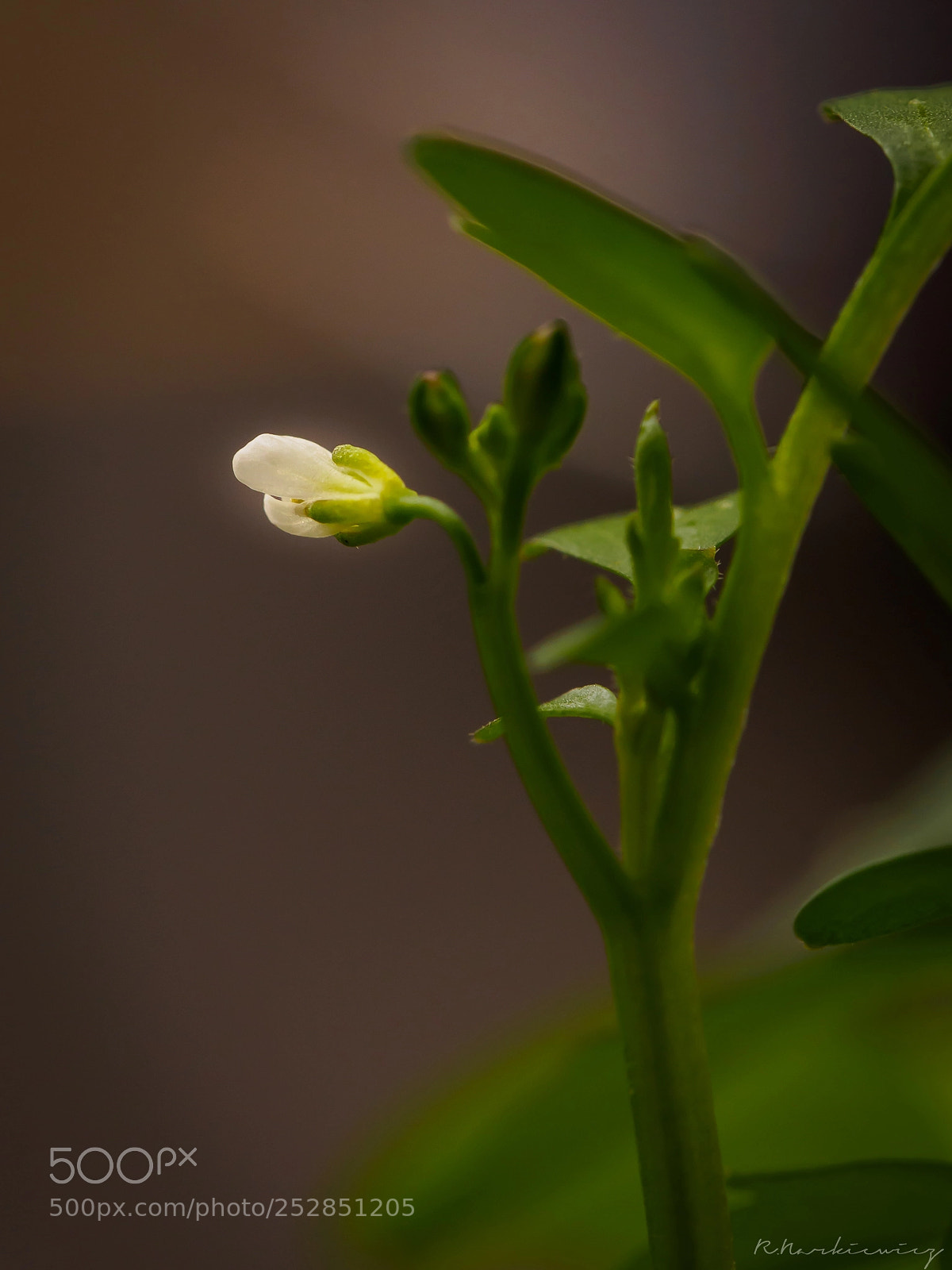 Olympus OM-D E-M5 sample photo. Plants photography