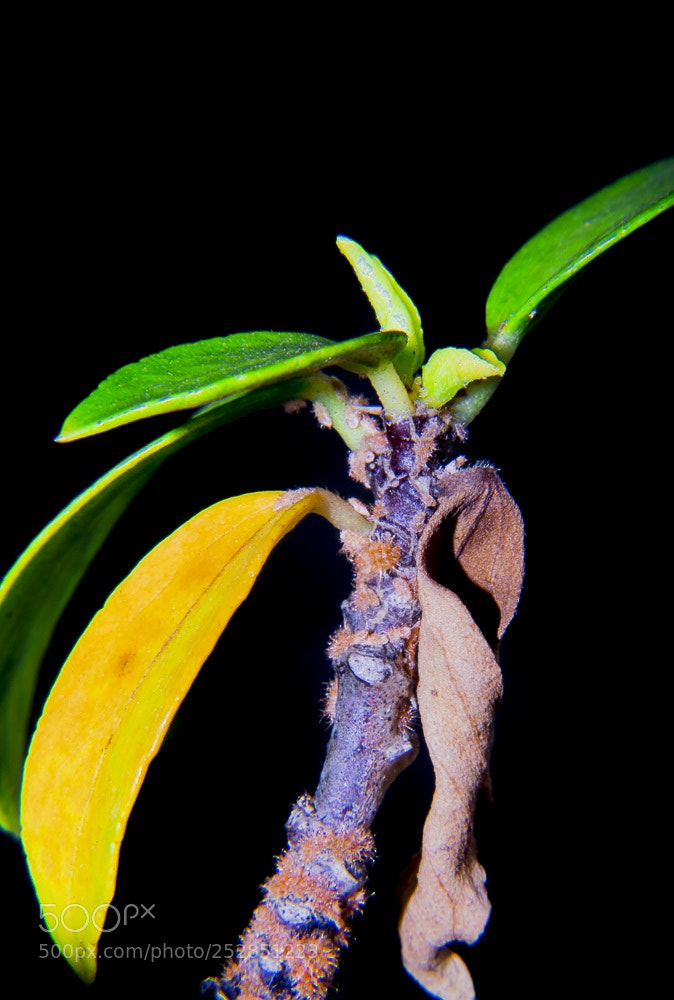 Nikon D5300 sample photo. Dsc photography
