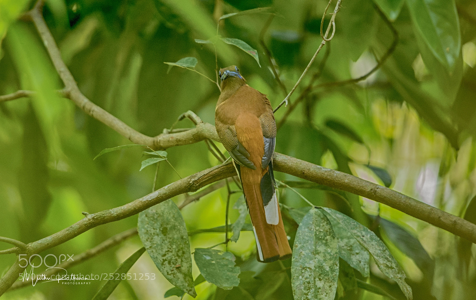 Nikon D4S sample photo. Malabar trogon photography