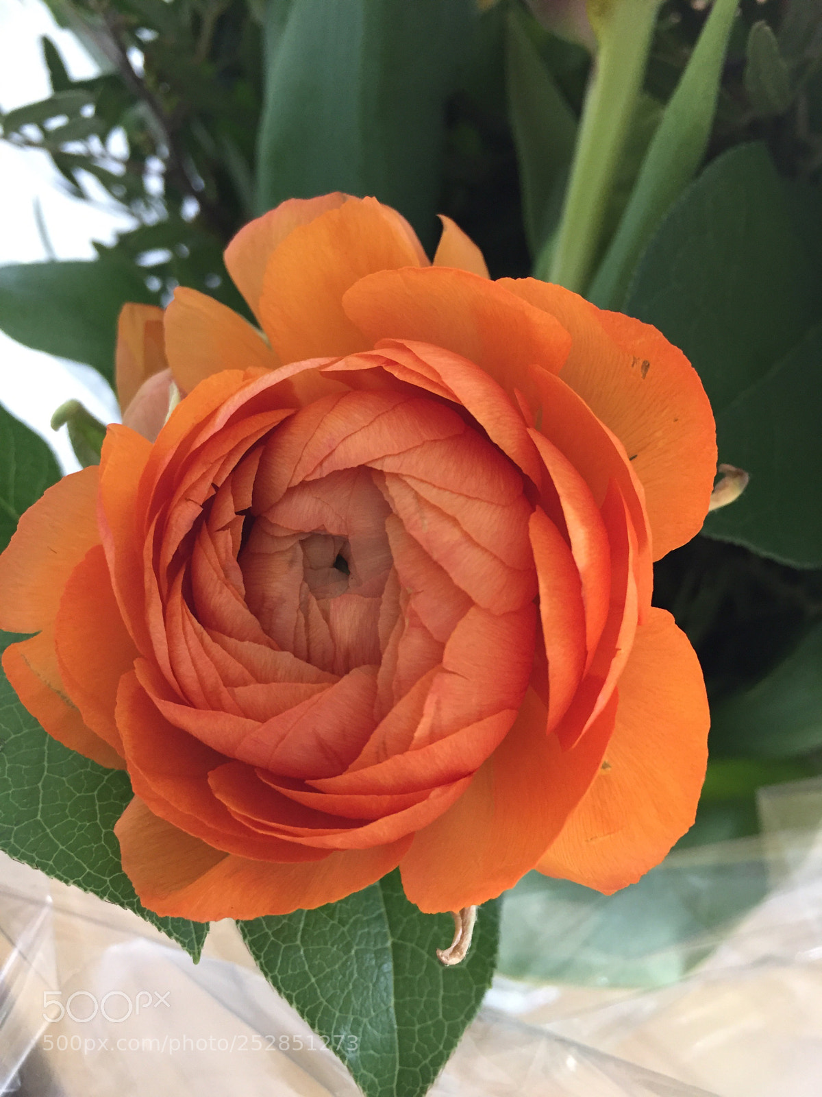 Apple iPhone 6 sample photo. Nice flower photography