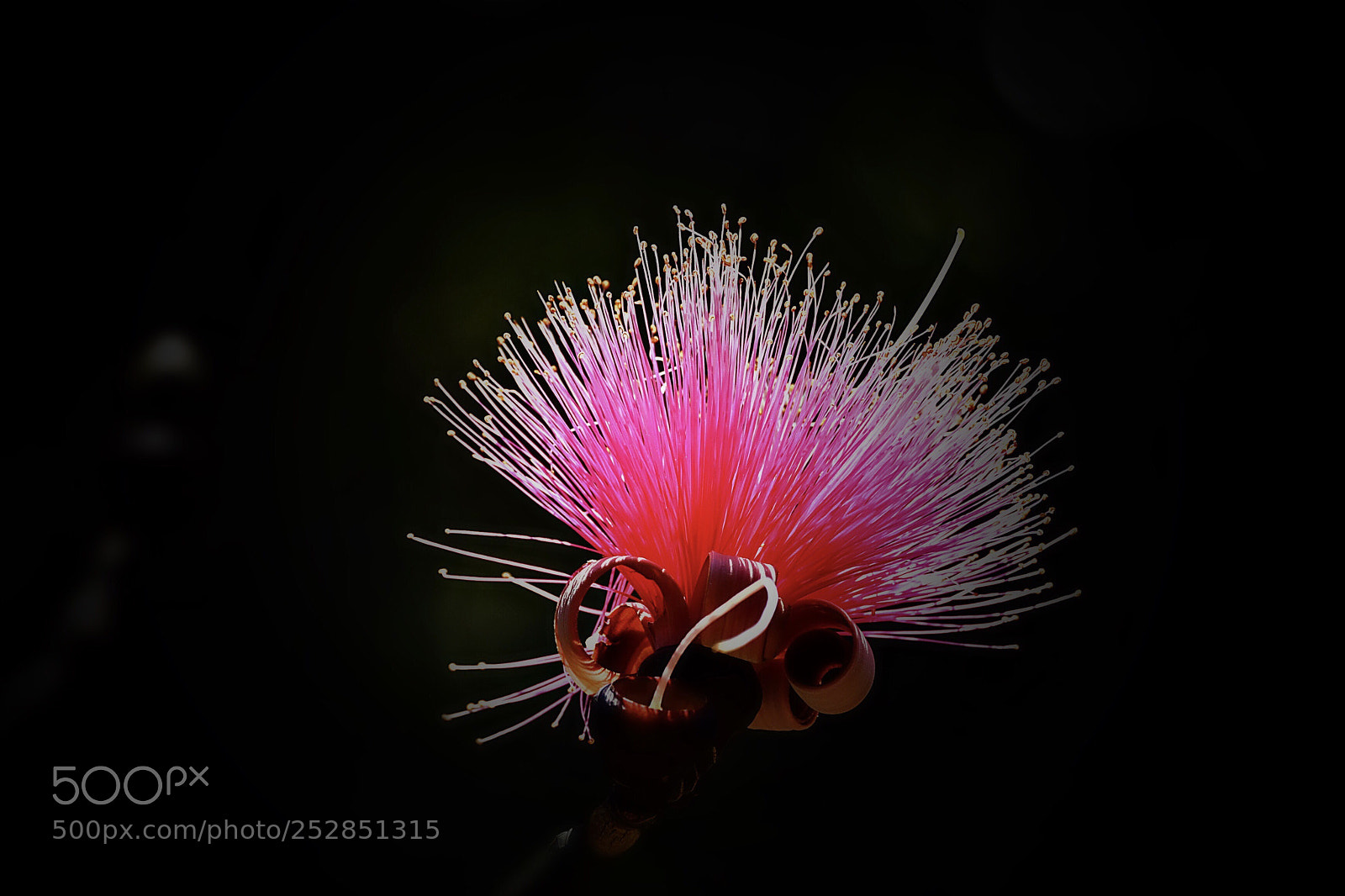 Nikon D500 sample photo. Красный цветок  photography