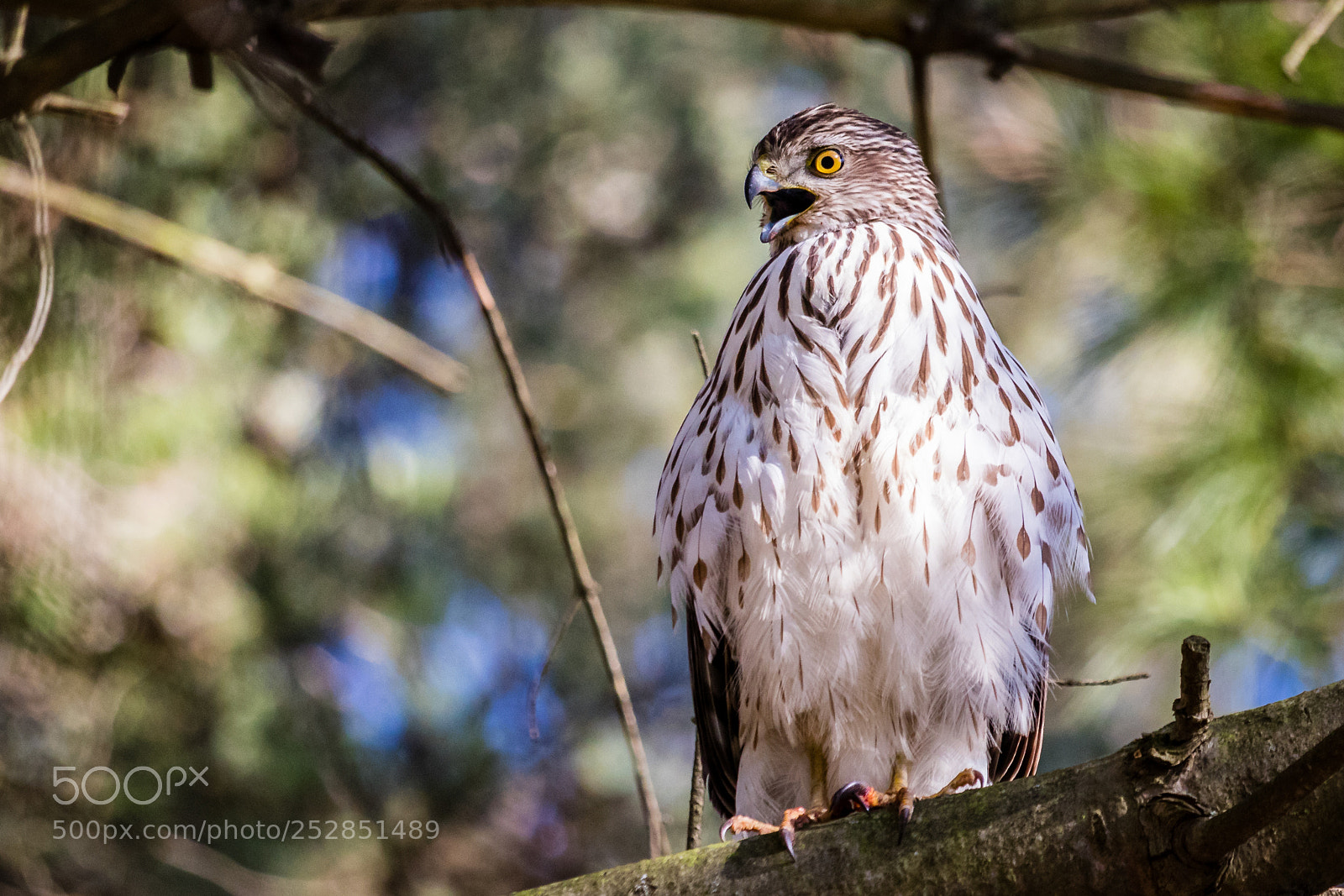 Canon EOS 80D sample photo. Coopers hawk in the photography
