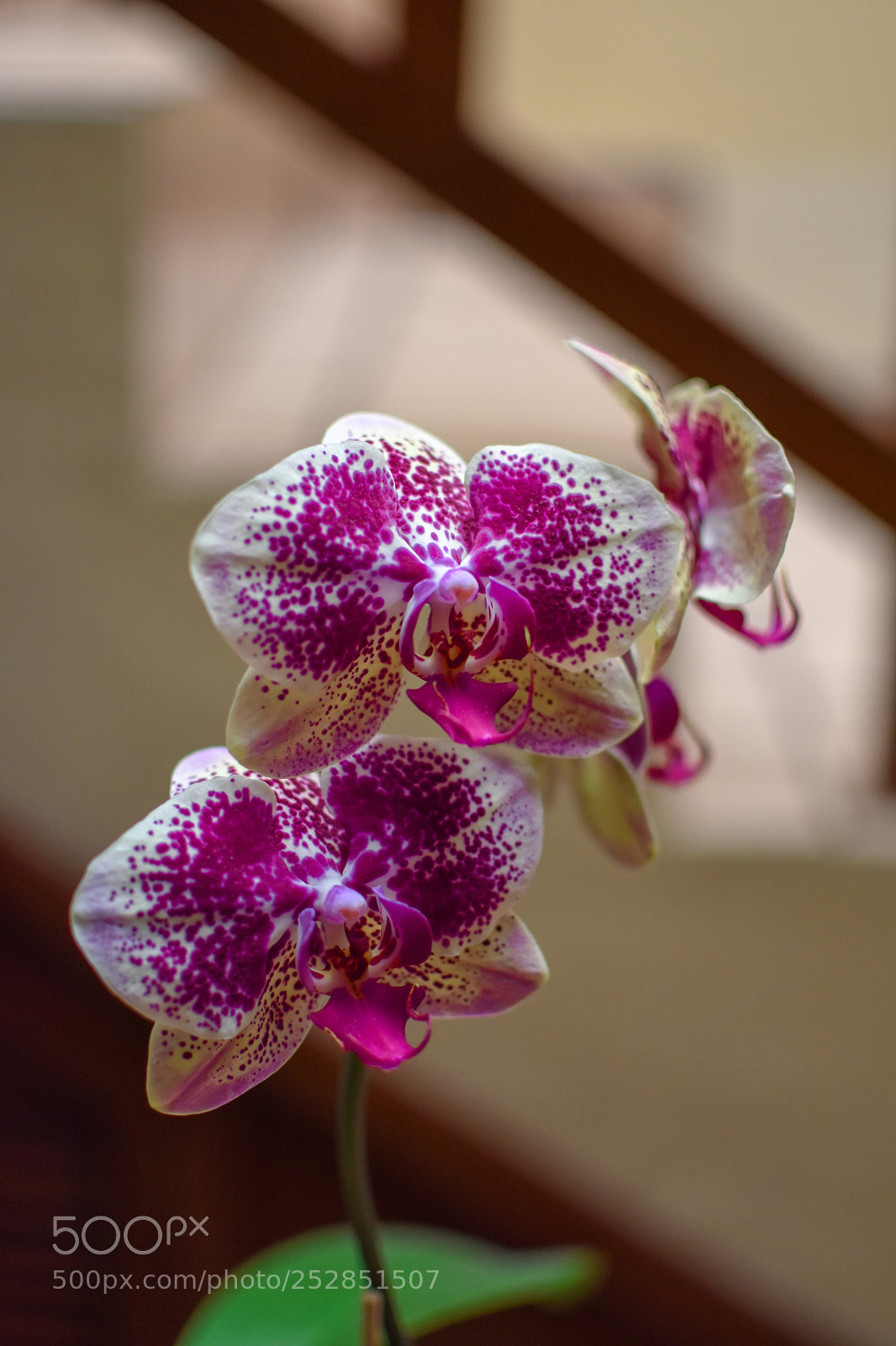 Nikon D7200 sample photo. Pink orchid photography