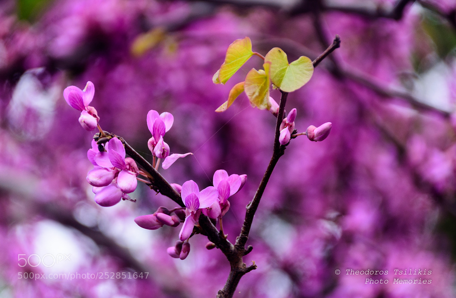 Nikon D7200 sample photo. Natural pink photography