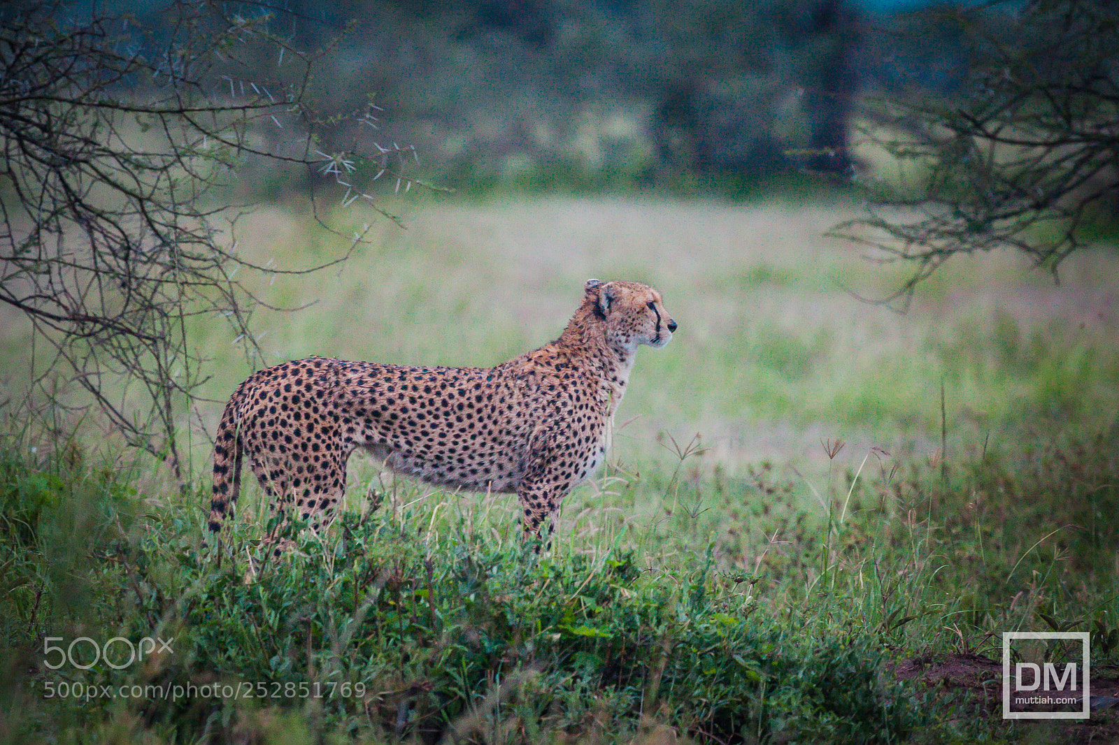 Canon EOS 5D Mark II sample photo. Serengeti national park photography