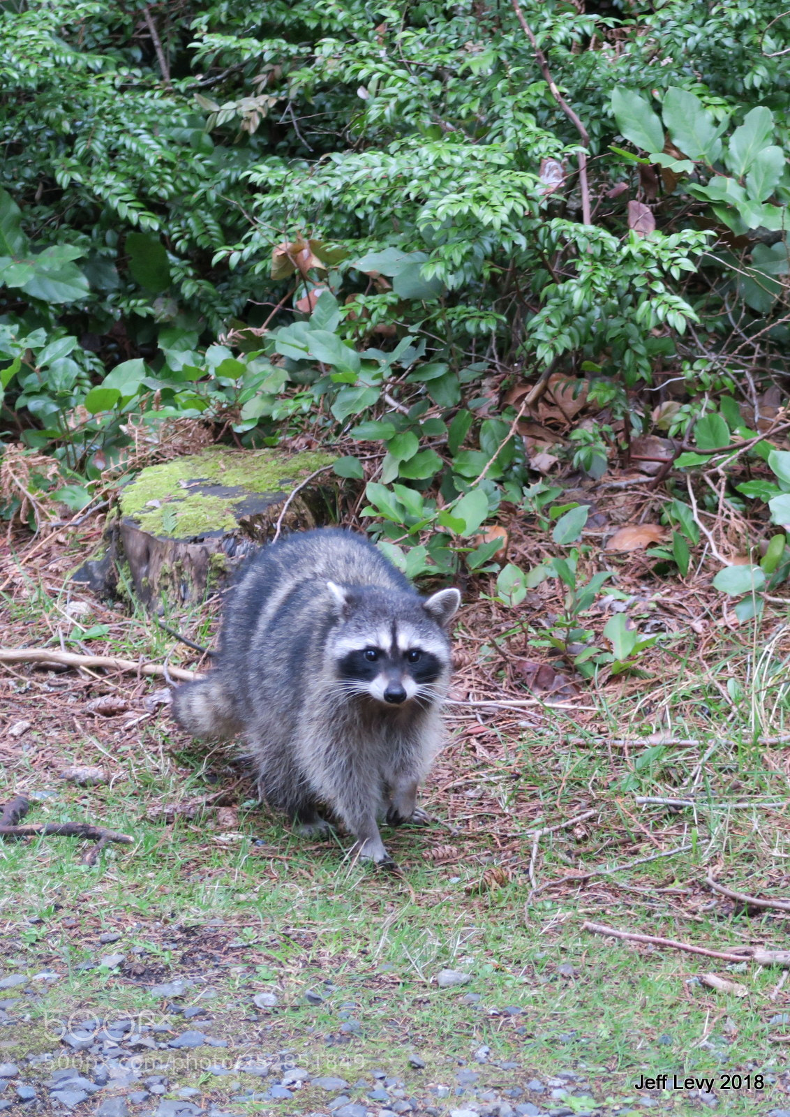 Canon PowerShot G5 X sample photo. Wild raccoon in park photography