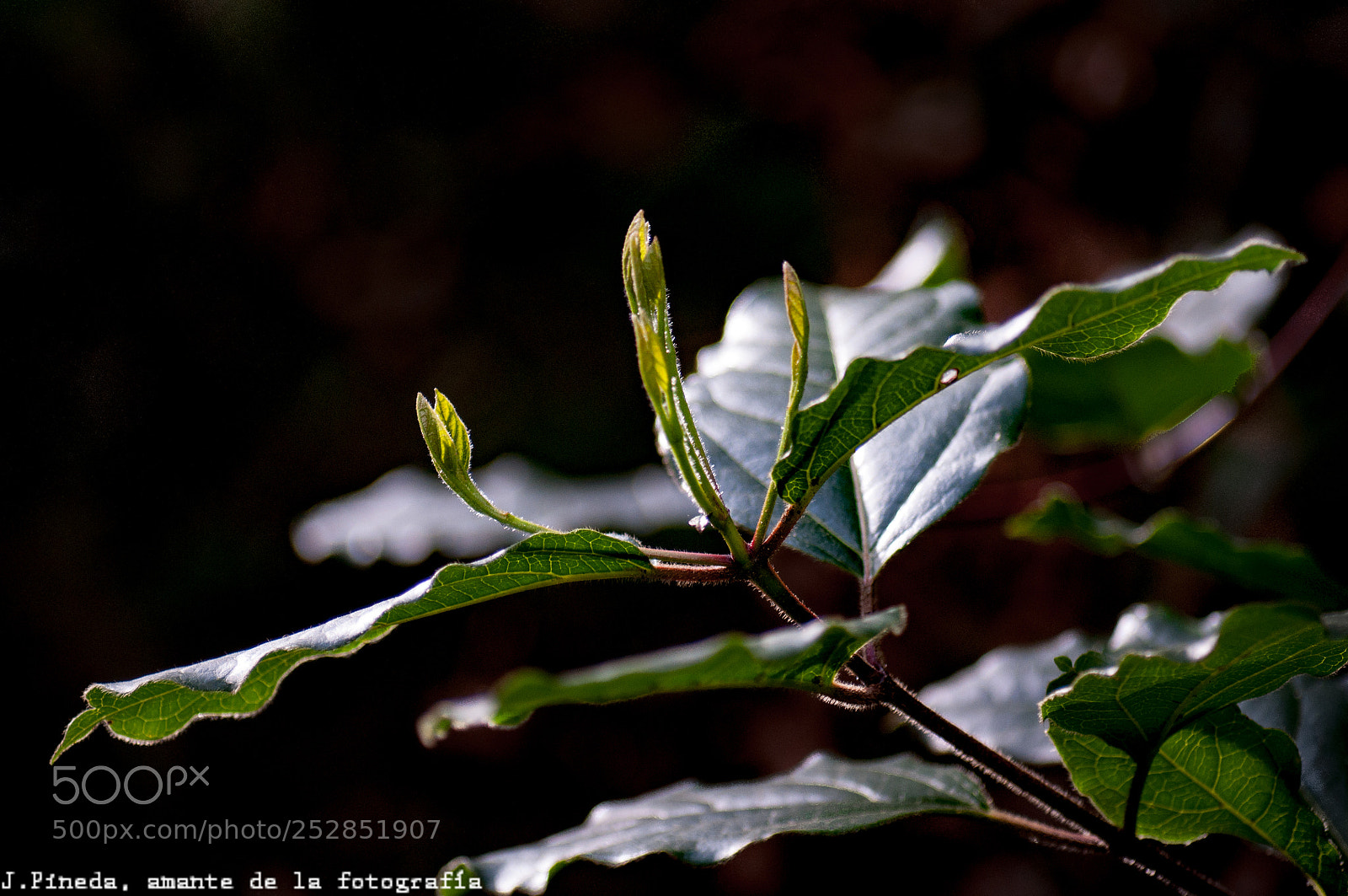 Nikon D90 sample photo. Coming up photography