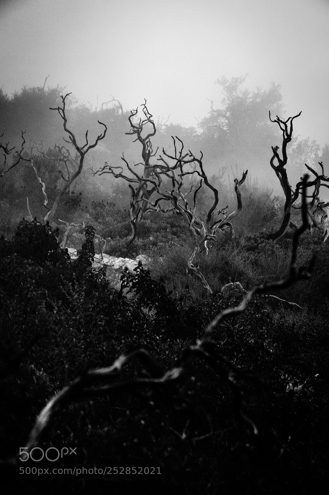 Nikon D5300 sample photo. Twisted. cahuenga peak. griffith photography