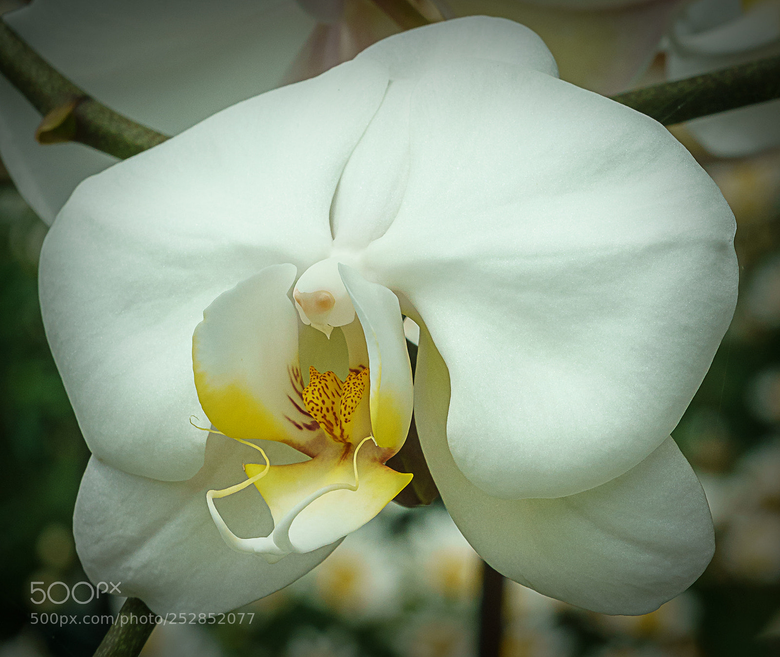 Sony a7R II sample photo. Orchid photography