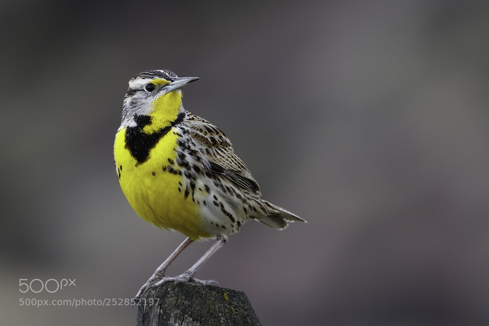 Canon EOS 5DS R sample photo. Meadowlark photography