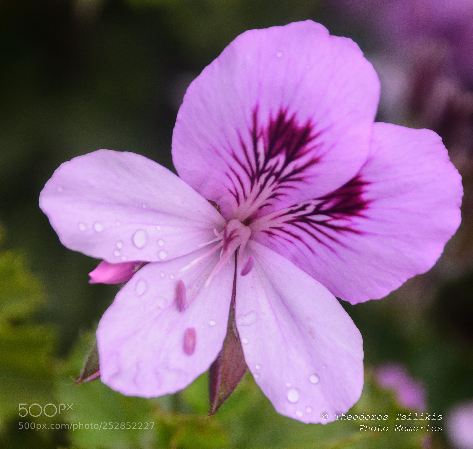Nikon D7200 sample photo. Natural pink 2 photography
