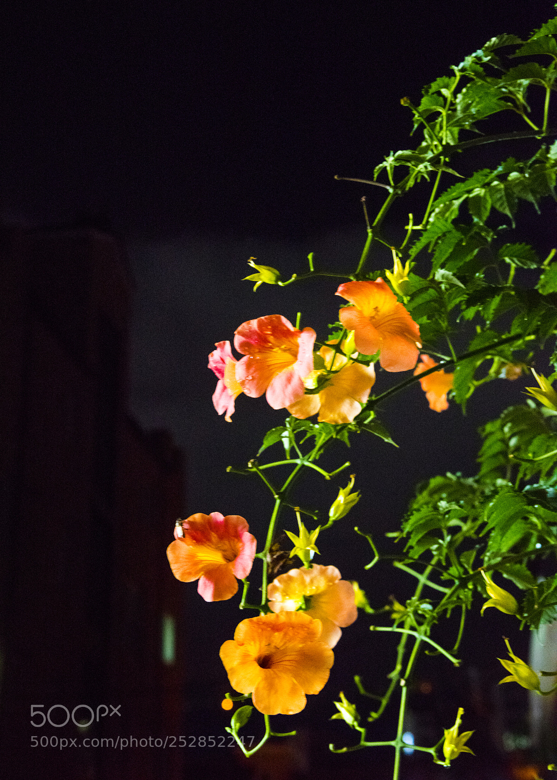 Nikon D810 sample photo. In a night 4 photography
