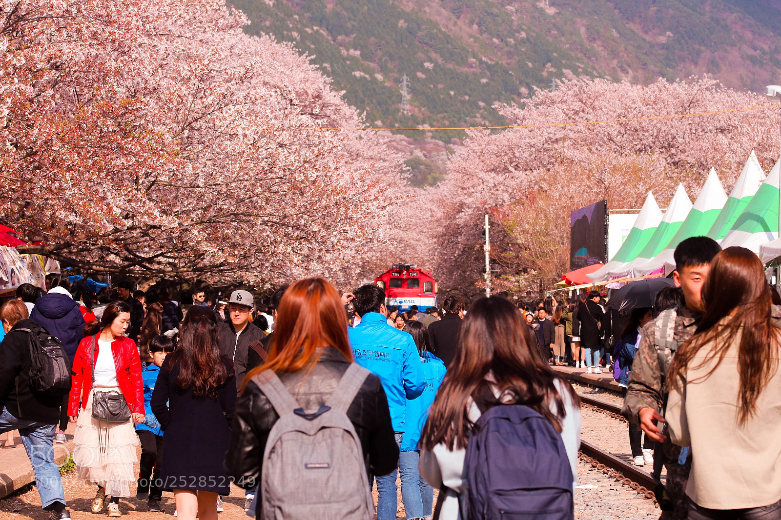 Canon EOS 700D (EOS Rebel T5i / EOS Kiss X7i) sample photo. Cherry blossom fest. photography