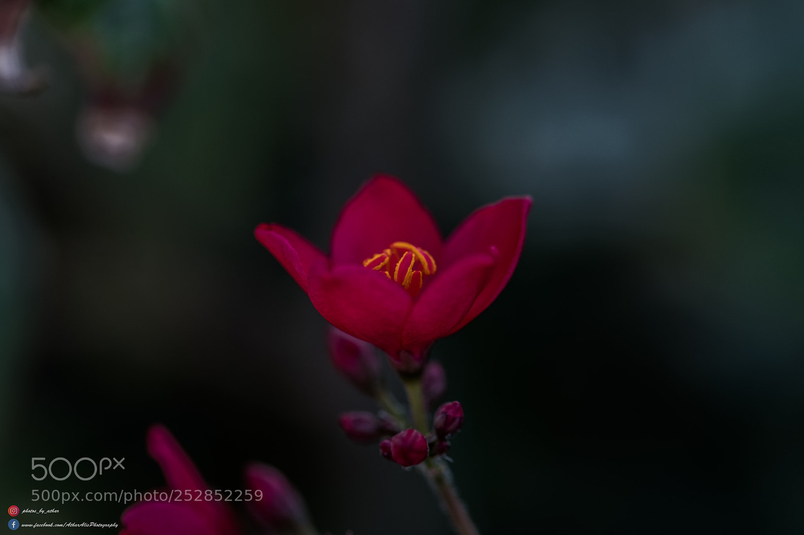 Nikon D850 sample photo. Lovely photography