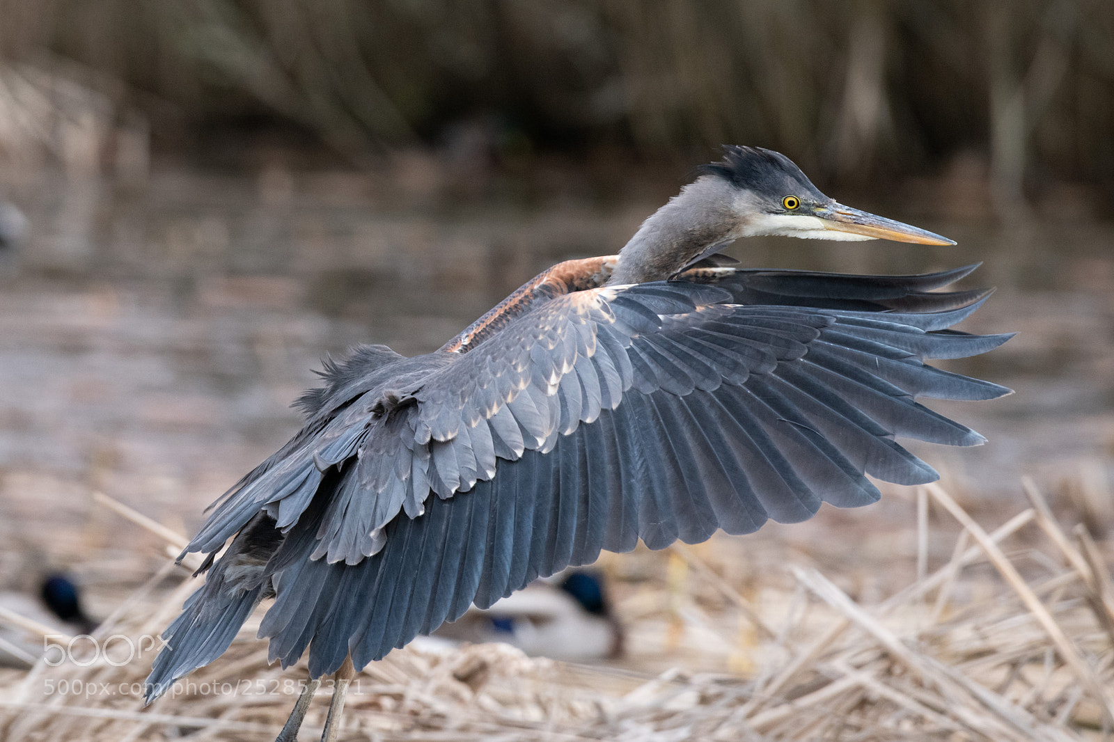 Nikon D850 sample photo. Final approach photography