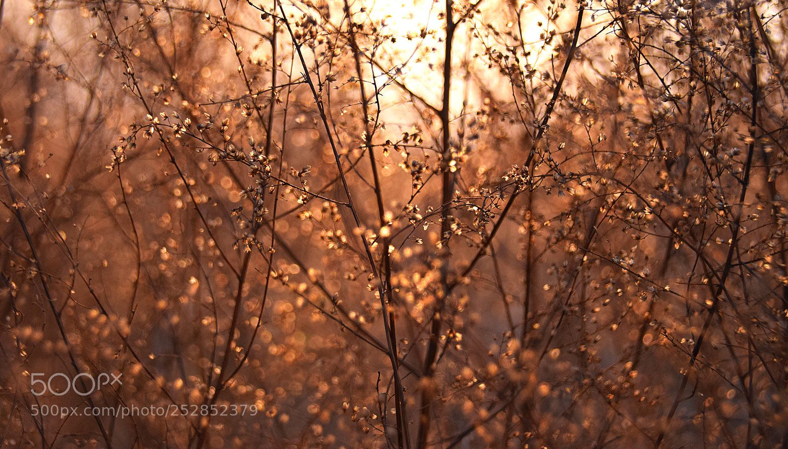 Nikon D5300 sample photo. 路边植物 photography