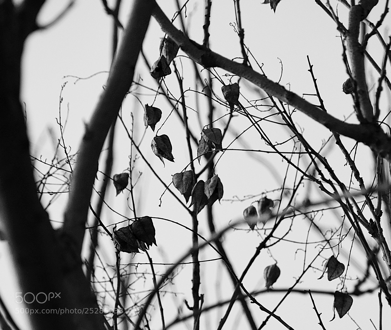 Nikon D5300 sample photo. △ photography