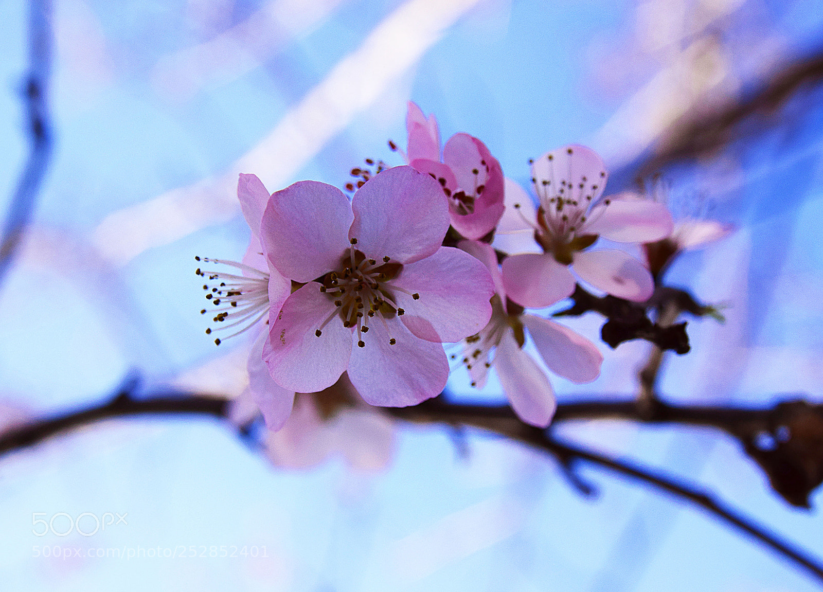 Nikon D5300 sample photo. 桃花 photography