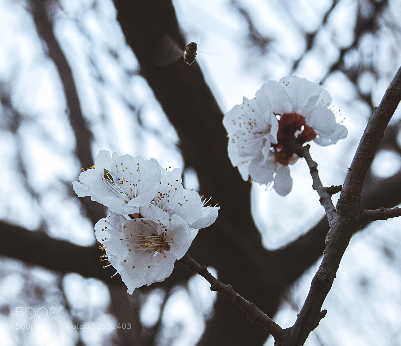 Nikon D5300 sample photo. 桃花和昆虫 photography