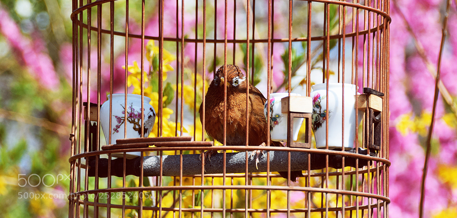 Nikon D5300 sample photo. 画眉 photography
