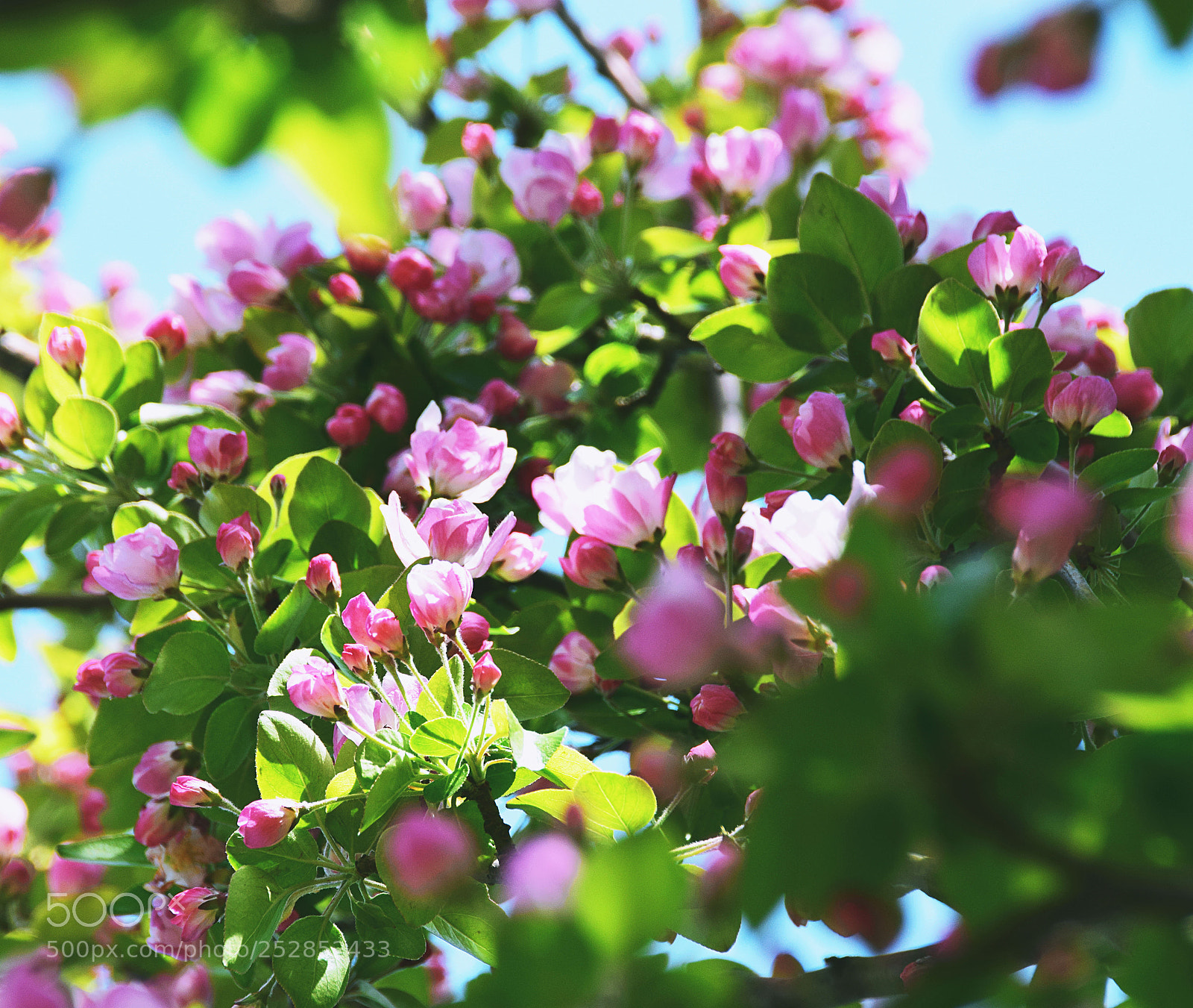 Nikon D5300 sample photo. 海棠 photography