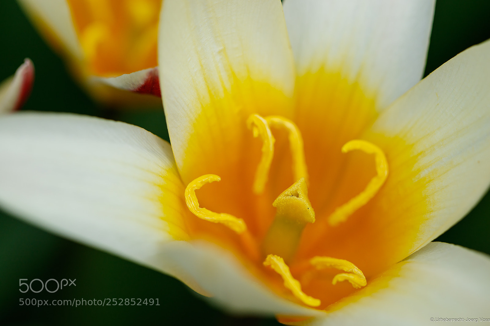 Canon EOS 7D Mark II sample photo. Tulip photography