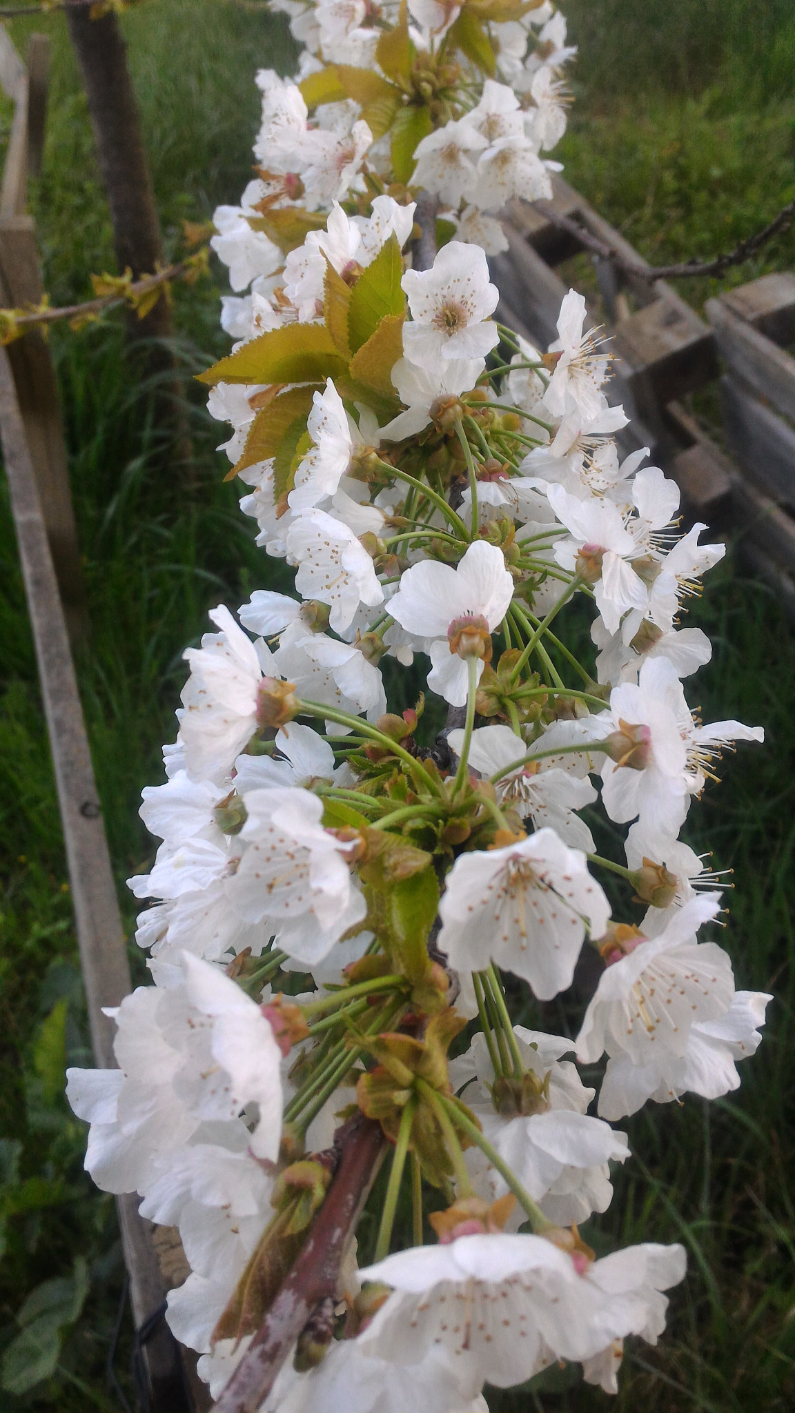 ASUS ZenFone 2 (ZE551ML) sample photo