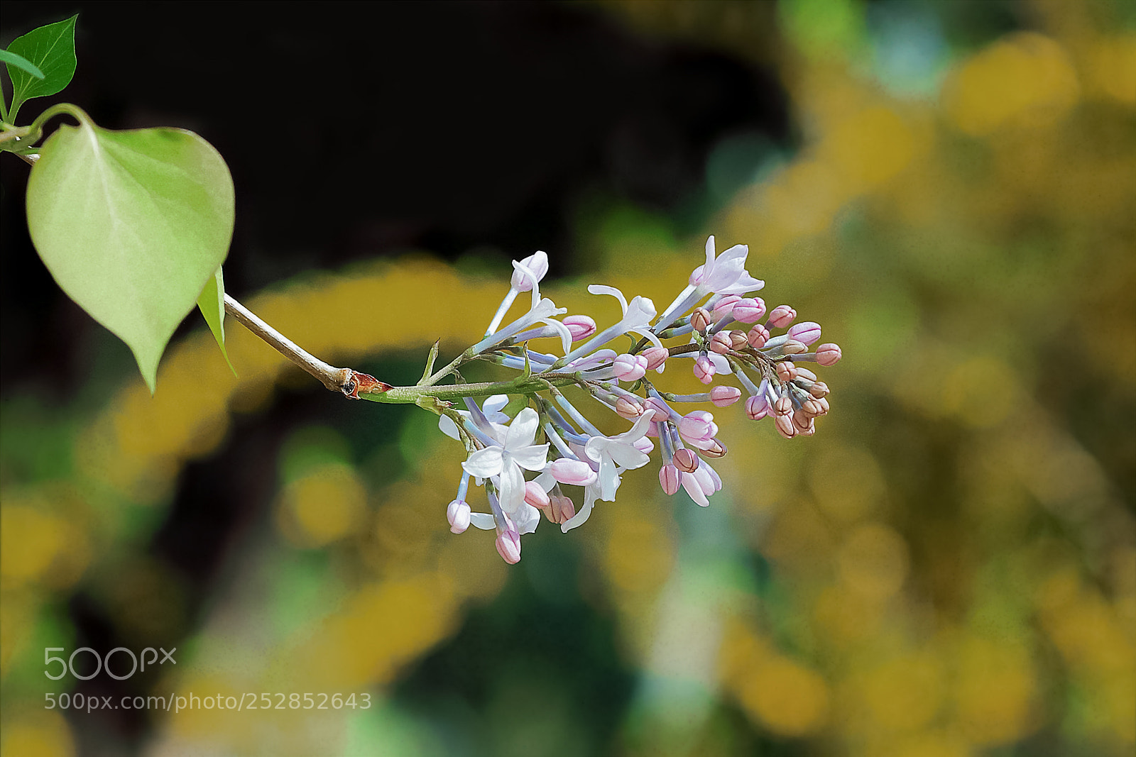 Canon EOS-1D X Mark II sample photo. 丁香花 photography
