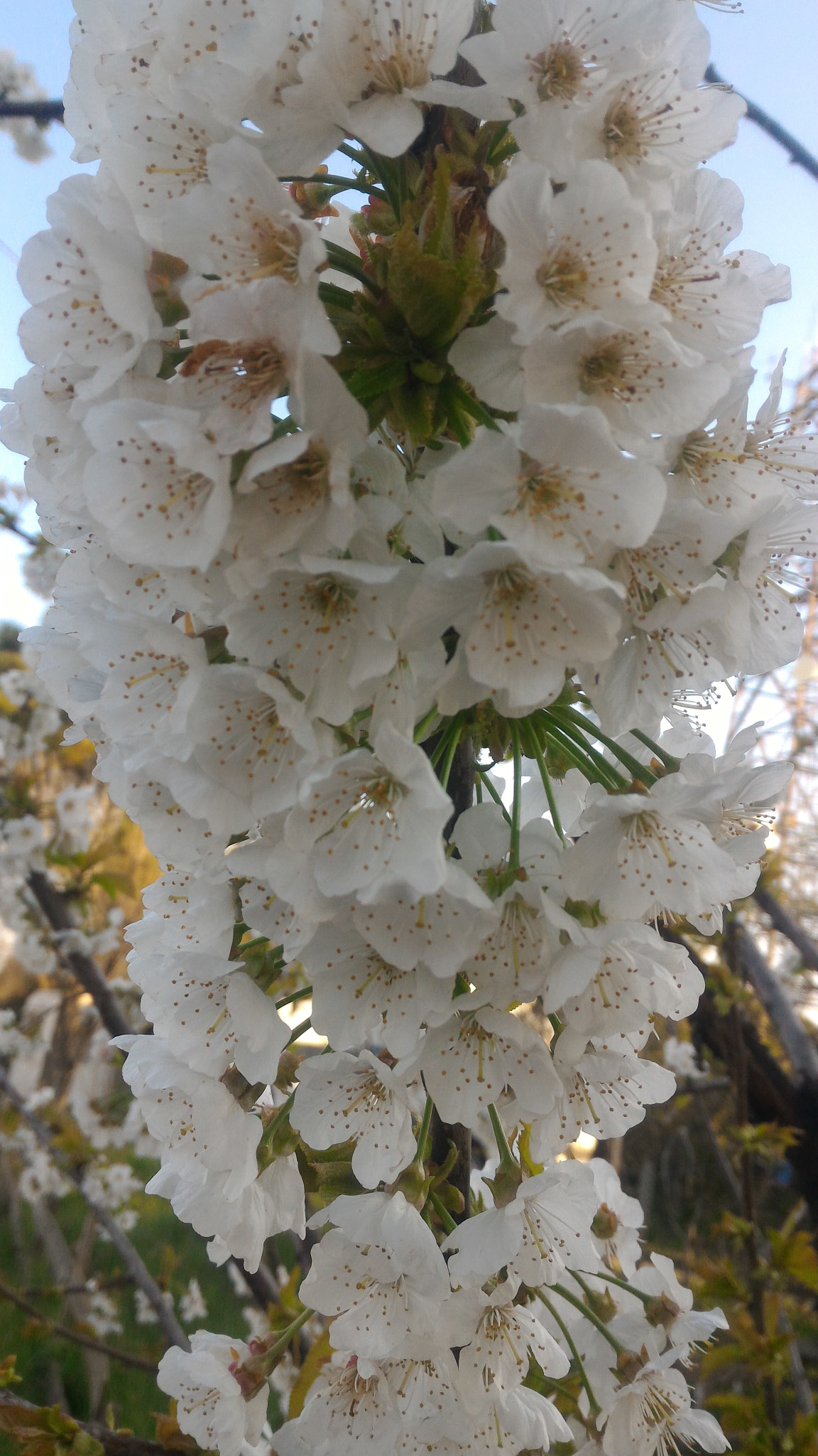 ASUS ZenFone 2 (ZE551ML) sample photo