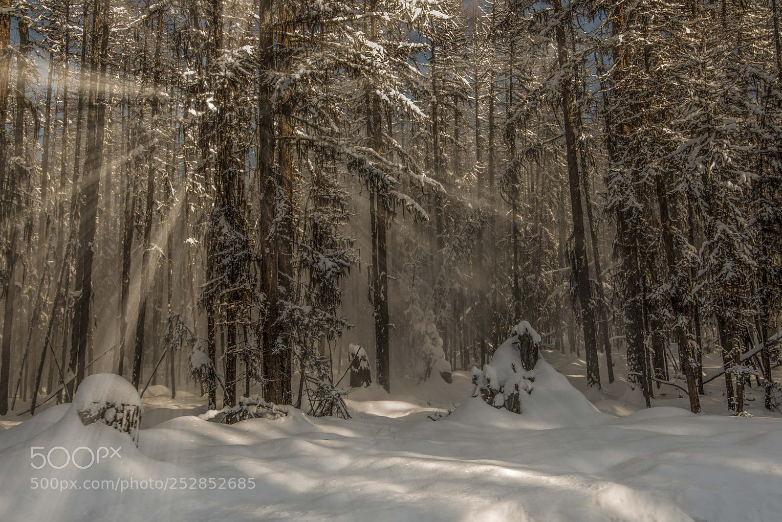 Canon EOS 5D Mark IV sample photo. Snow photography