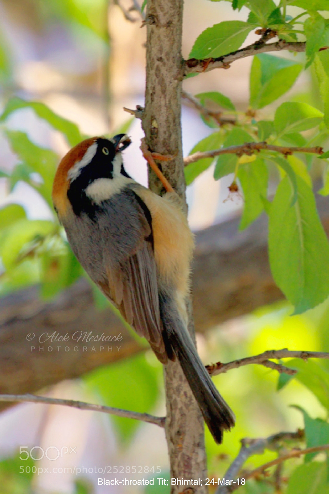 Canon EOS 80D sample photo. Black-throated tit photography