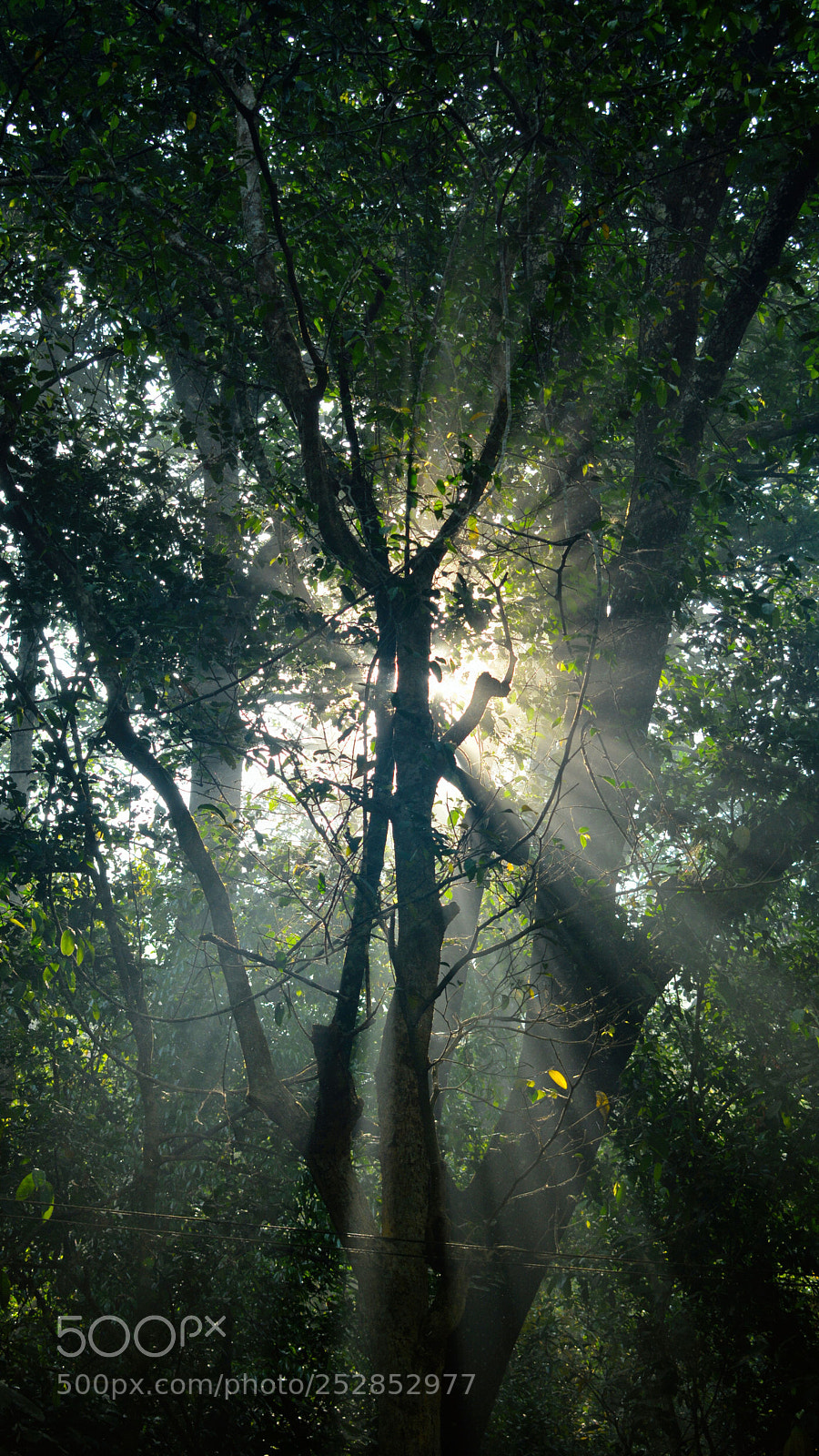 Nikon D5200 sample photo. Wayanad - the place photography