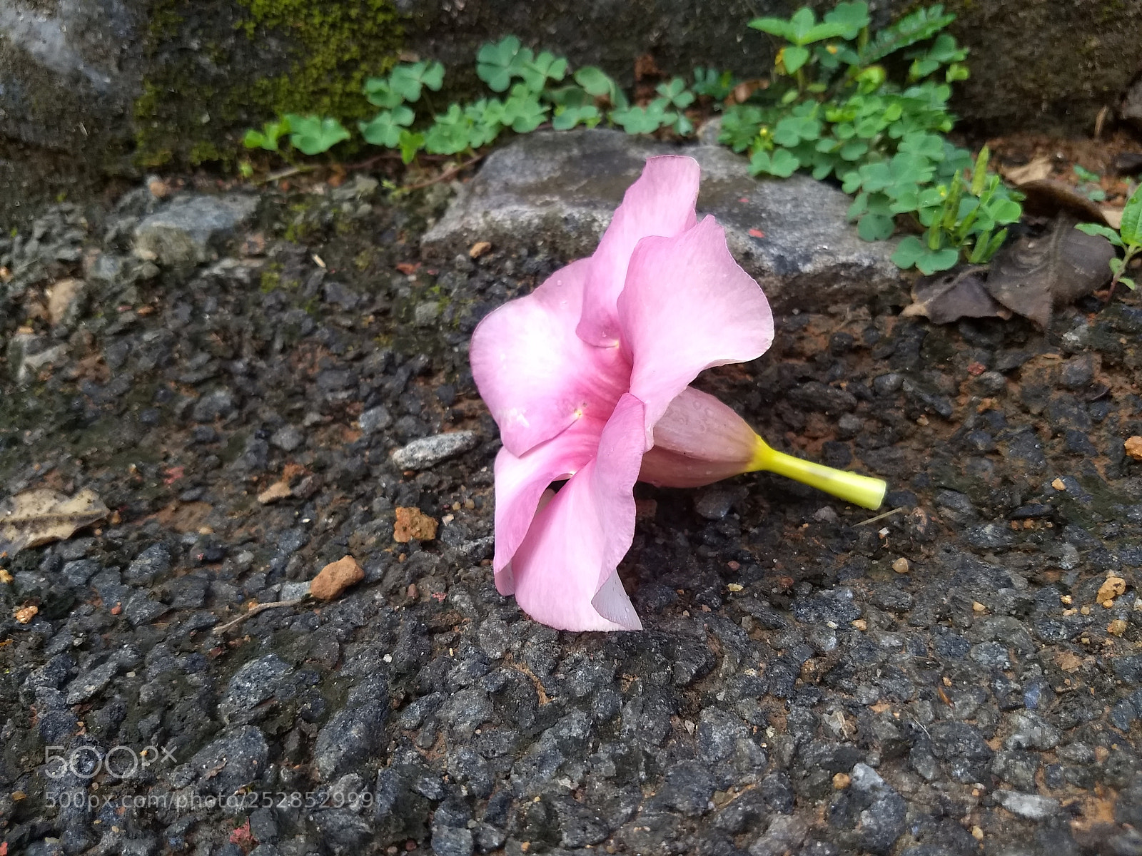 Motorola Moto G (5) Plus sample photo. Summer beauty in kerala photography