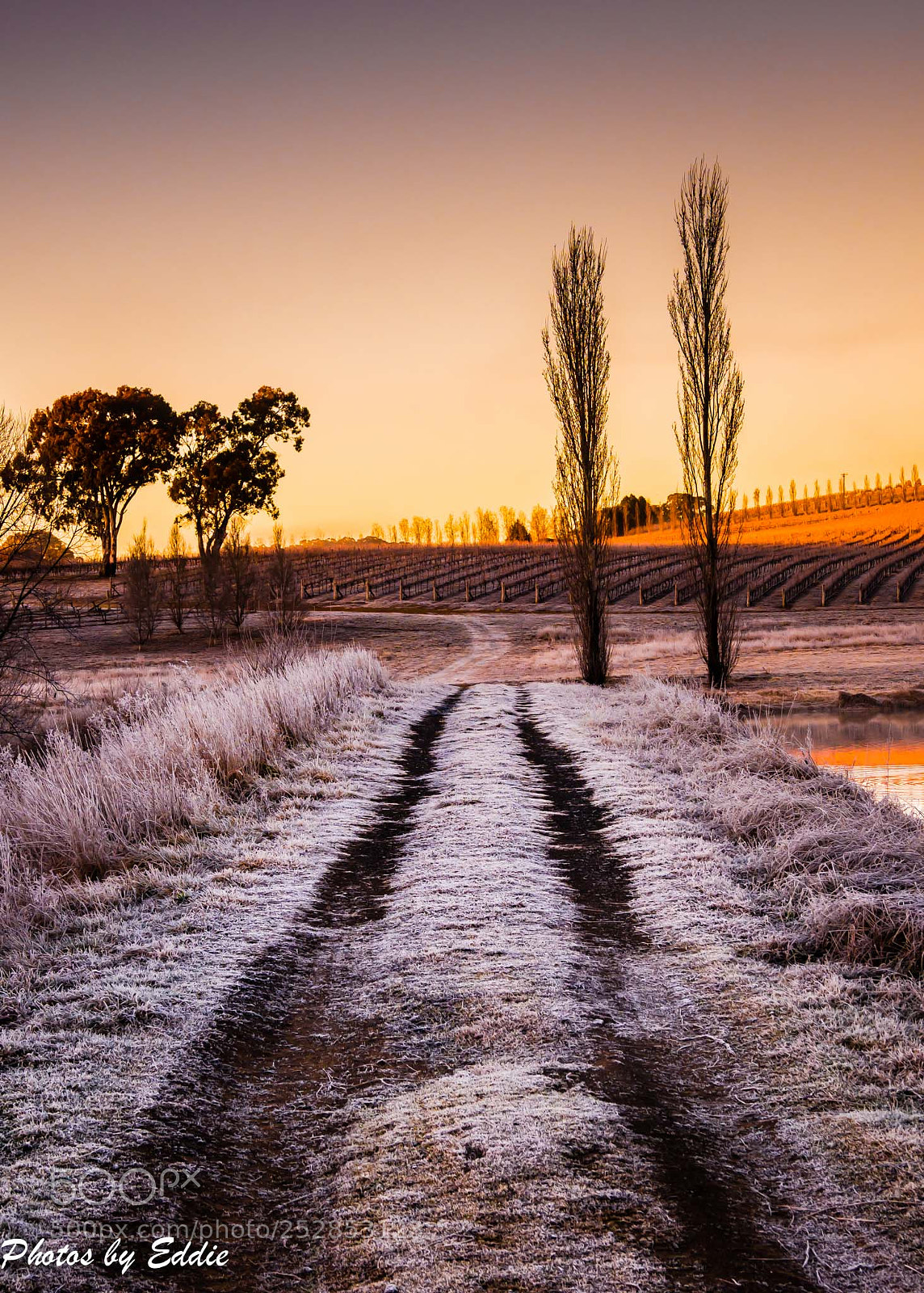 Olympus OM-D E-M1 Mark II sample photo. Jack frost photography