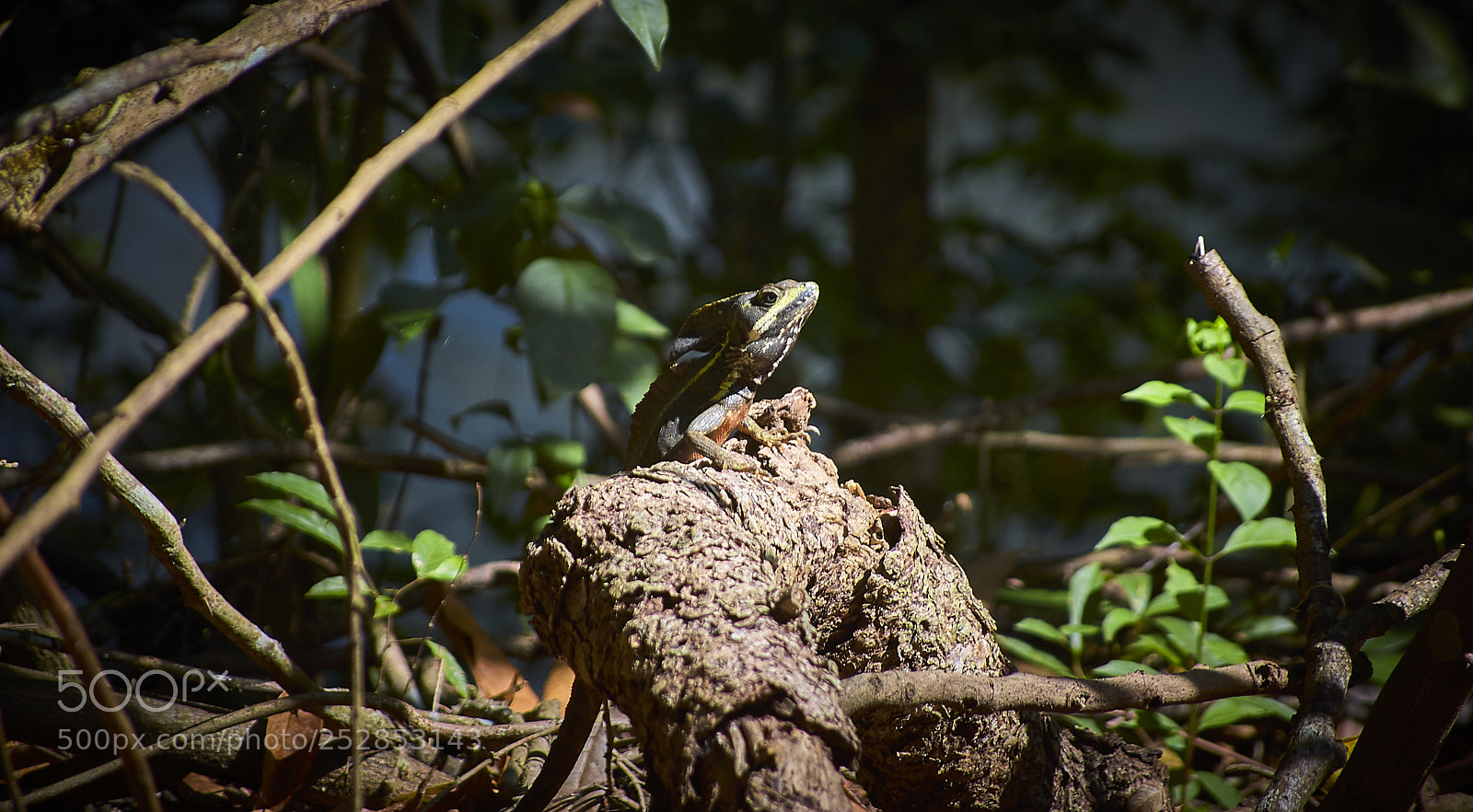 Nikon D40 sample photo. Look at me photography