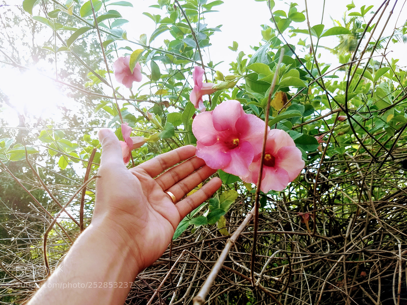 Motorola Moto G (5) Plus sample photo. Summer beauty in kerala photography