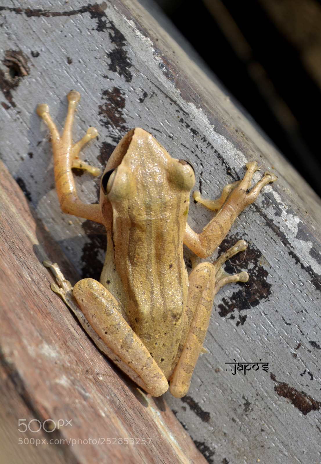 Nikon D5200 sample photo. Chorus frog photography