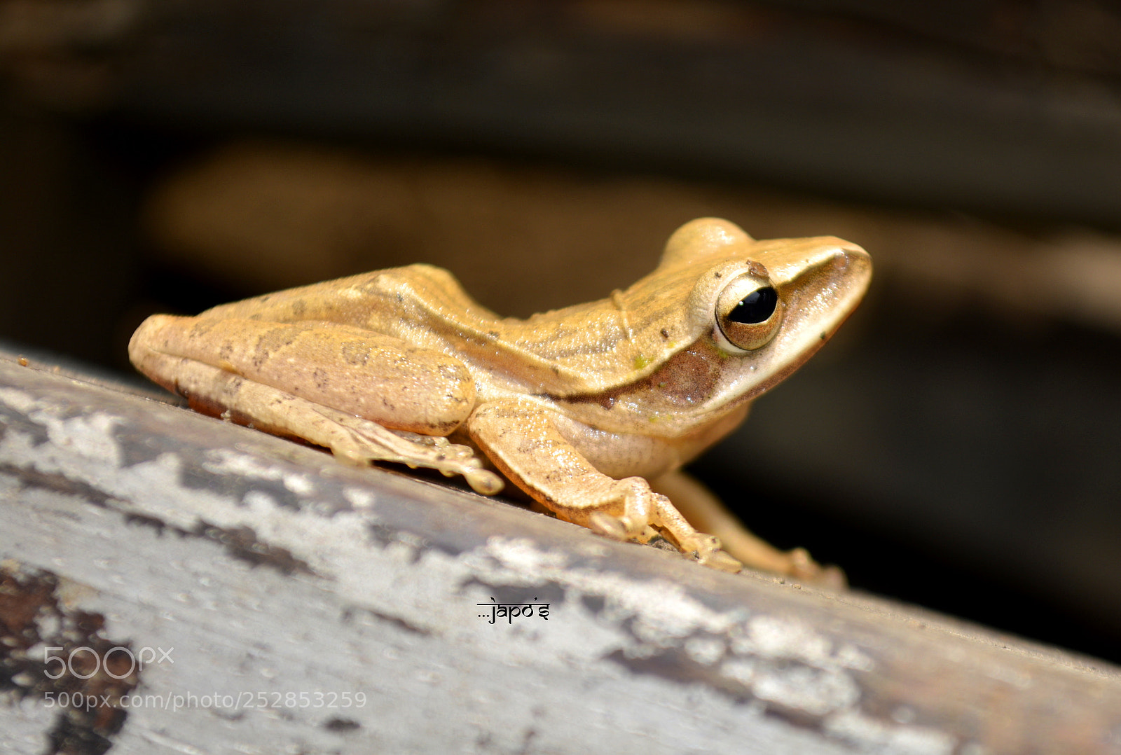 Nikon D5200 sample photo. Chorus frog photography