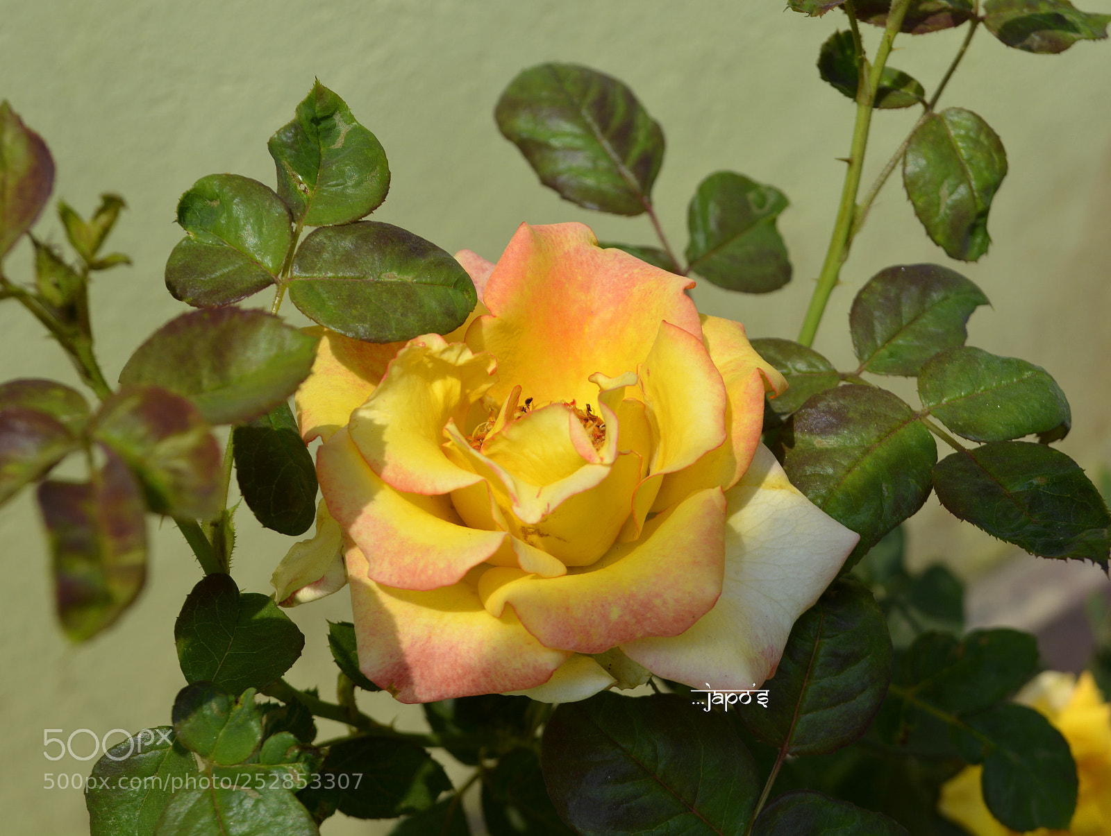 Nikon D5200 sample photo. Rose photography