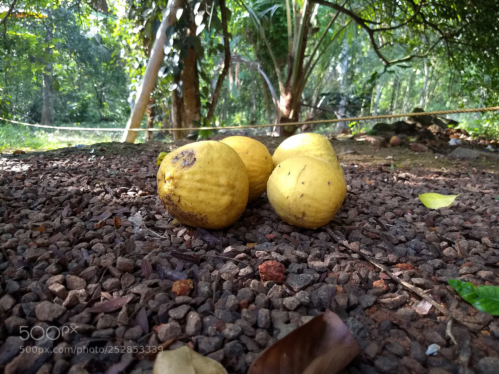 Motorola Moto G (5) Plus sample photo. Summer beauty in kerala photography