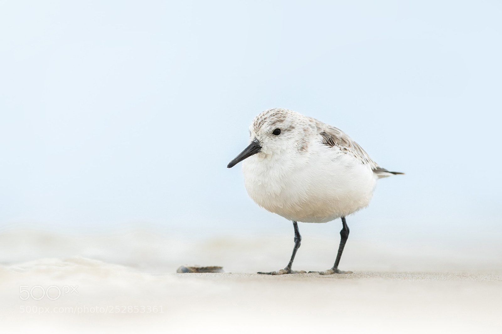 Nikon D500 sample photo. The sanderling photography