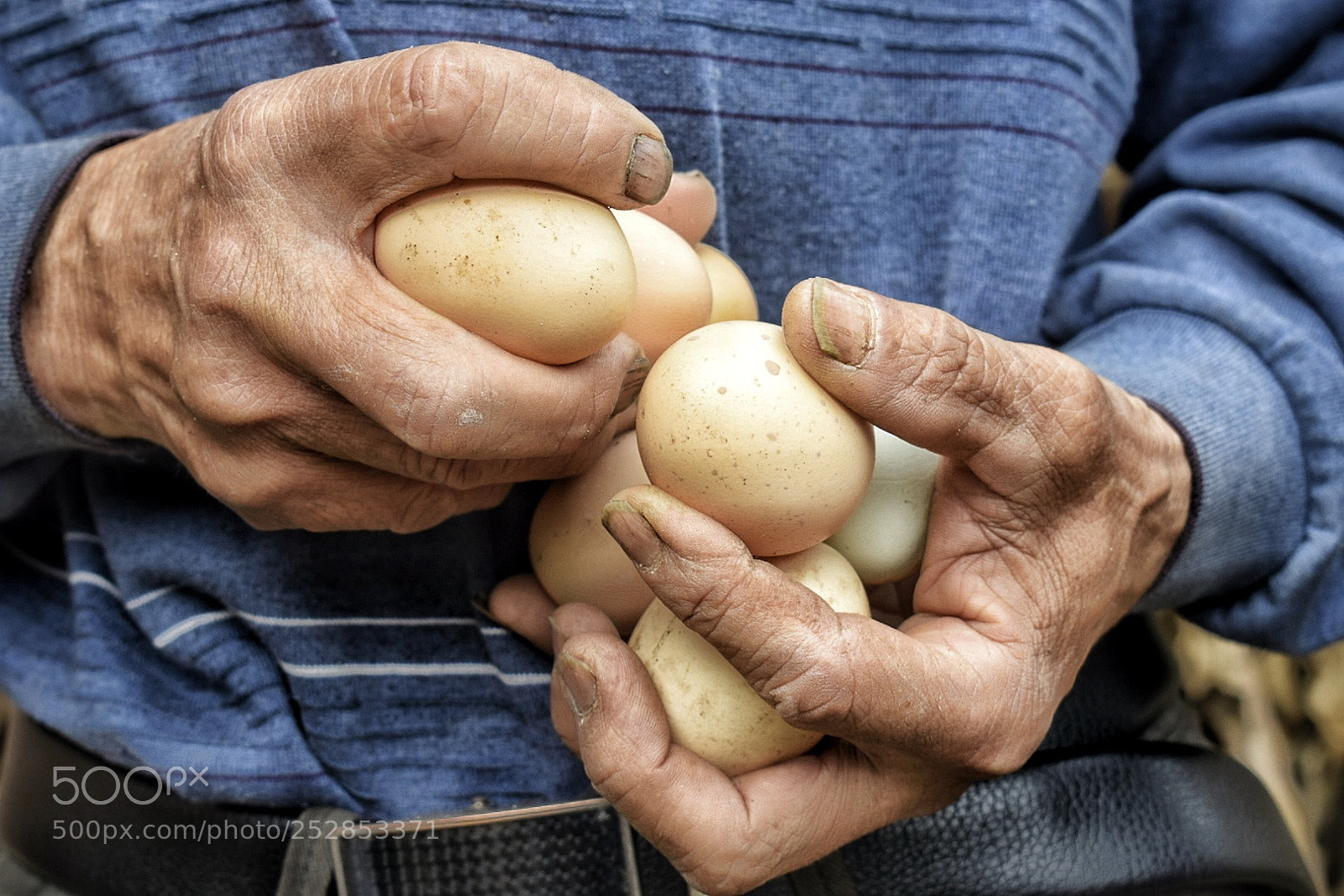 Nikon D5300 sample photo. Egg photography