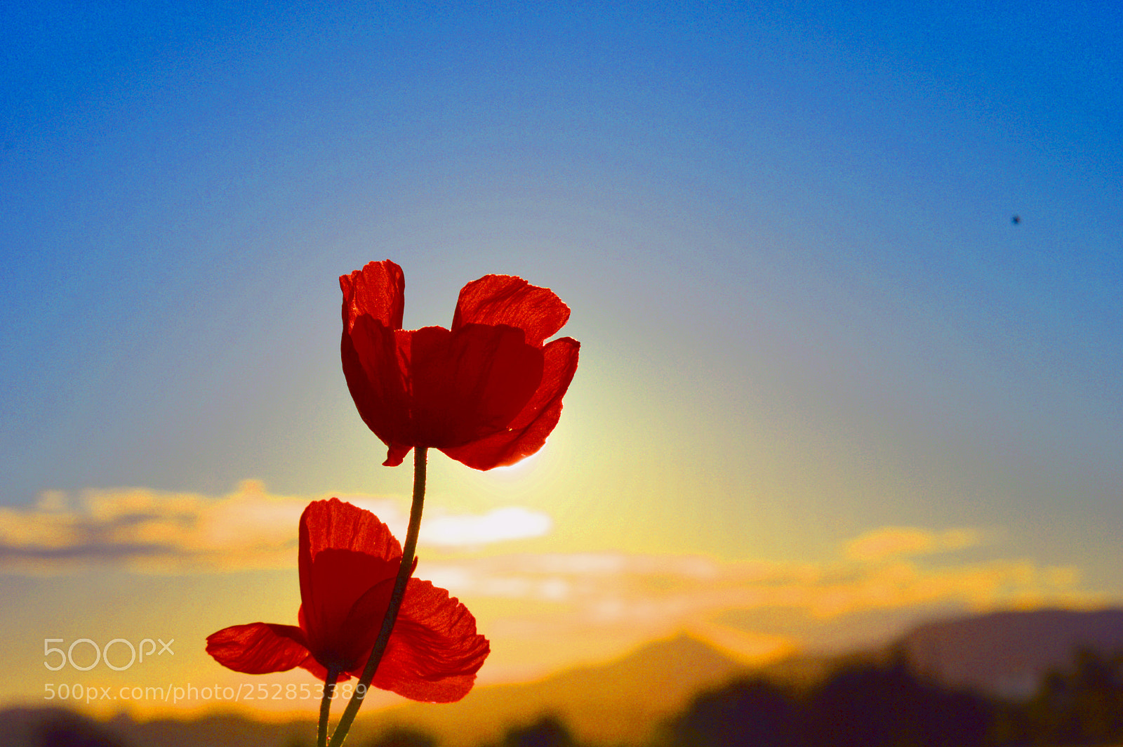 Nikon D3200 sample photo. Primavera photography