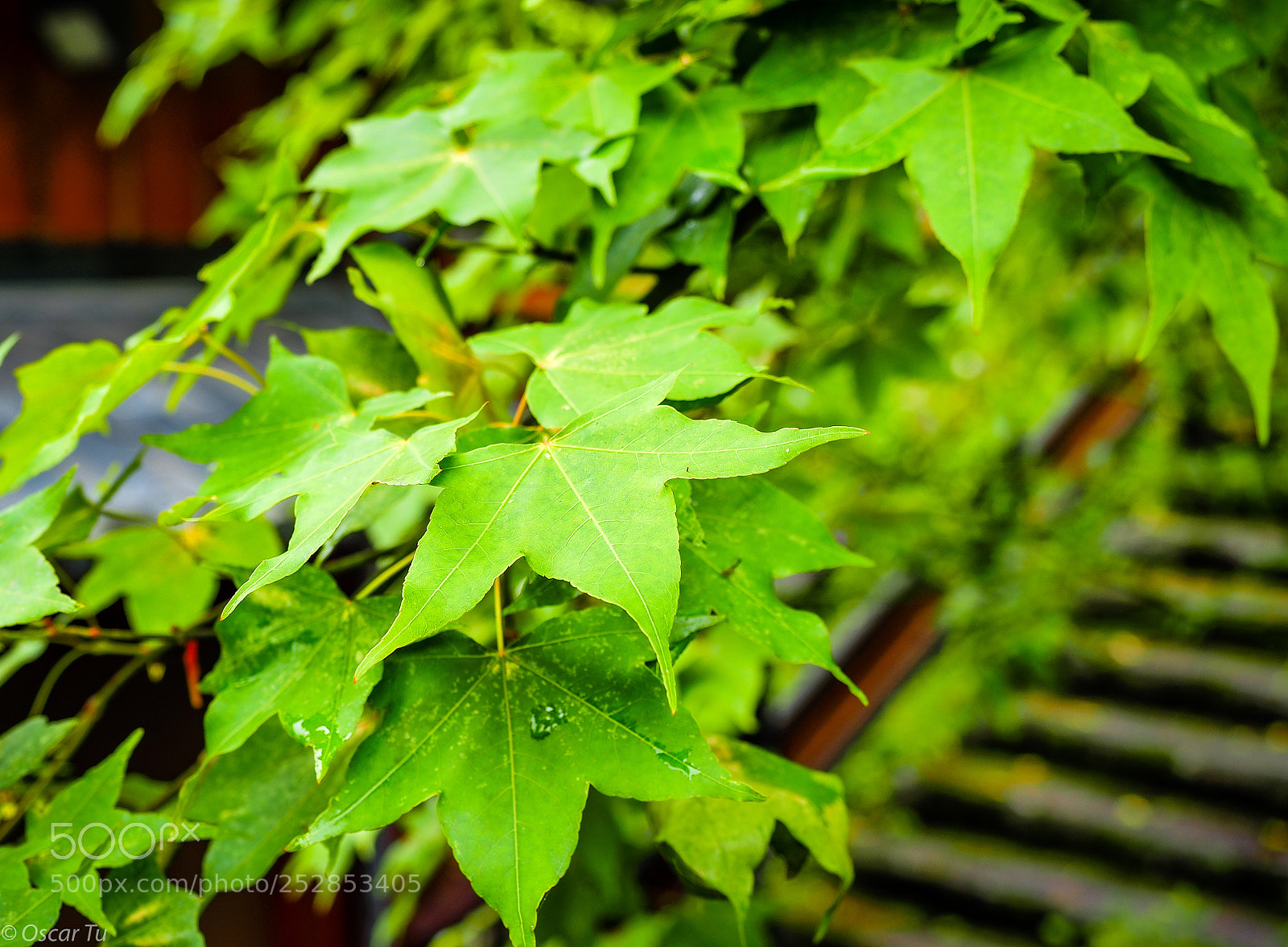 Olympus OM-D E-M1 Mark II sample photo. P4070717.jpg photography