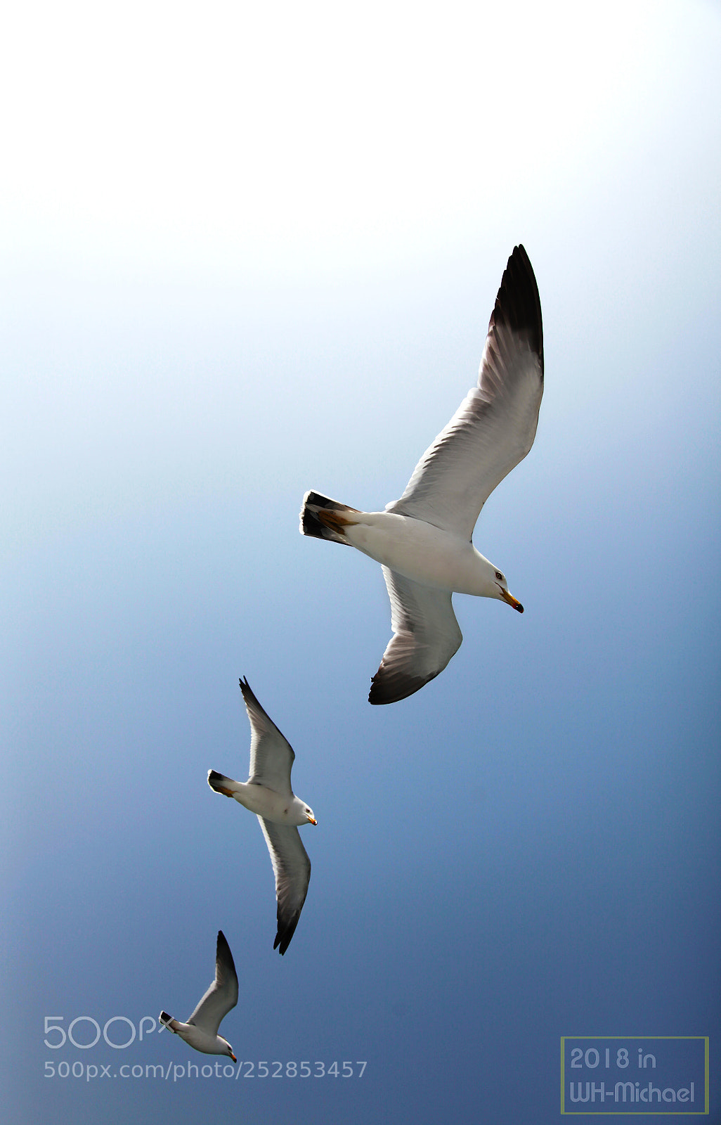 Canon EOS 5D Mark II sample photo. 3.jpg photography