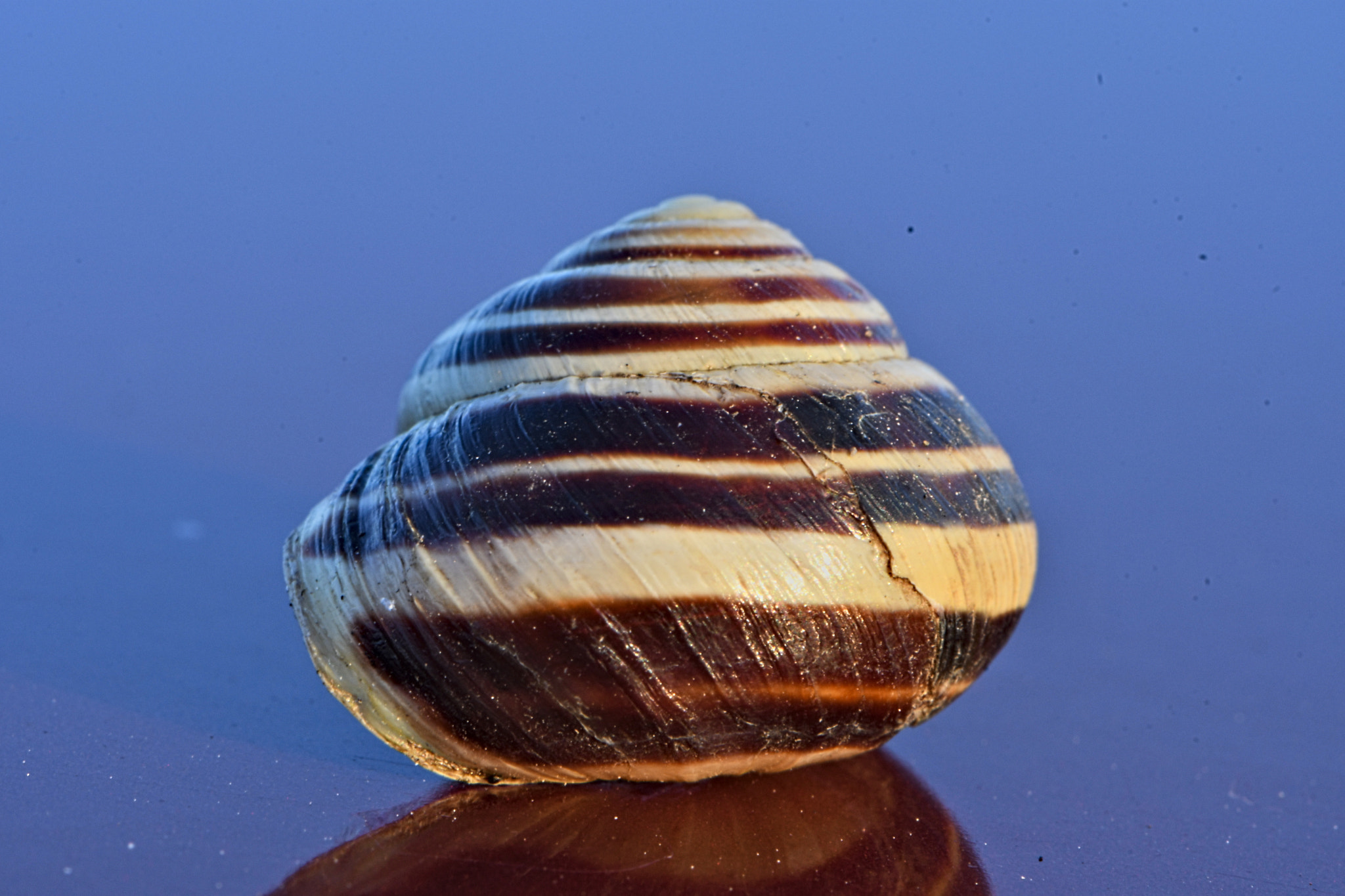 Nikon D500 sample photo. Beautiful snail shell photography