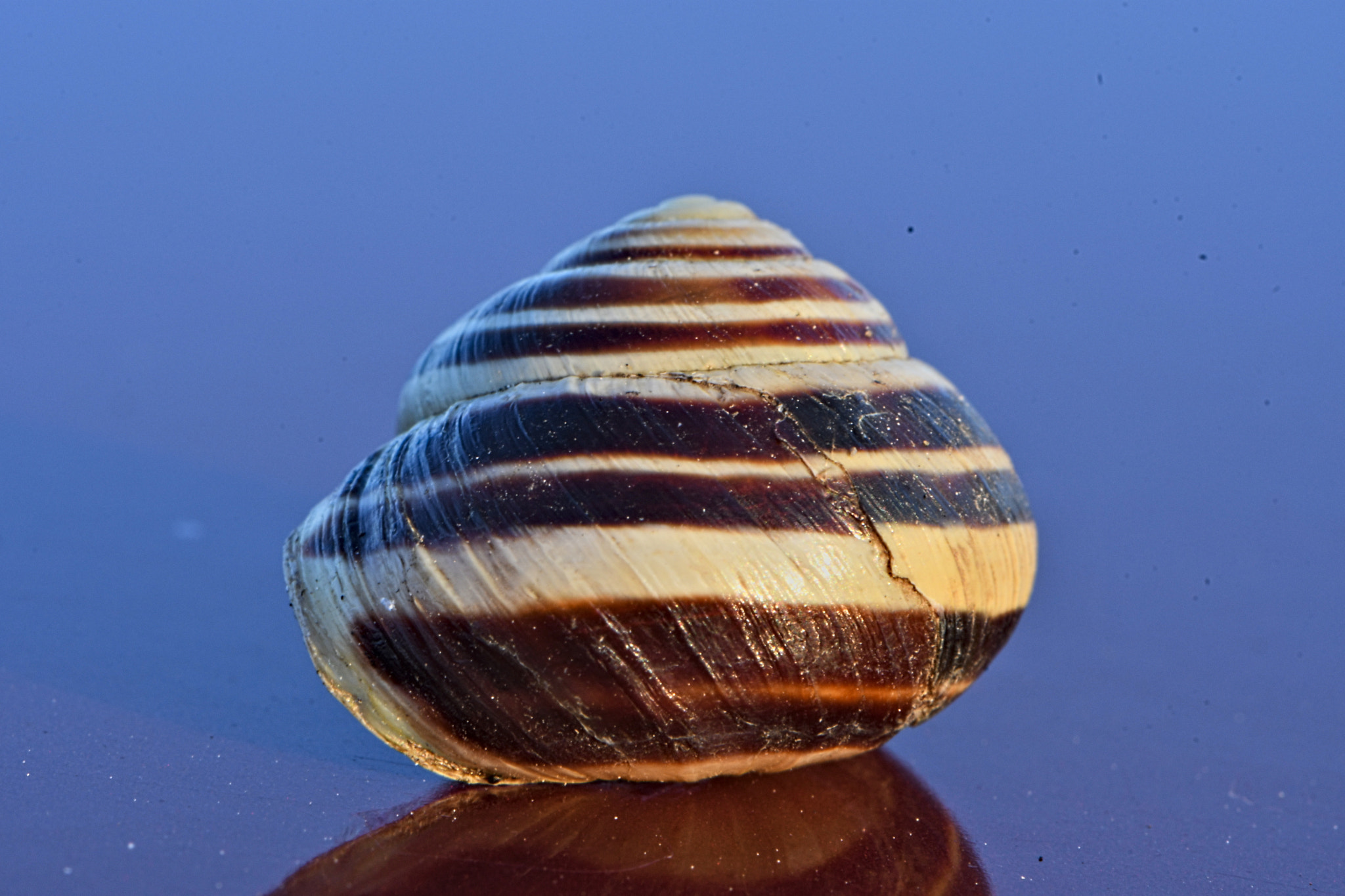 Nikon AF-S Micro-Nikkor 105mm F2.8G IF-ED VR sample photo. Beautiful snail shell photography